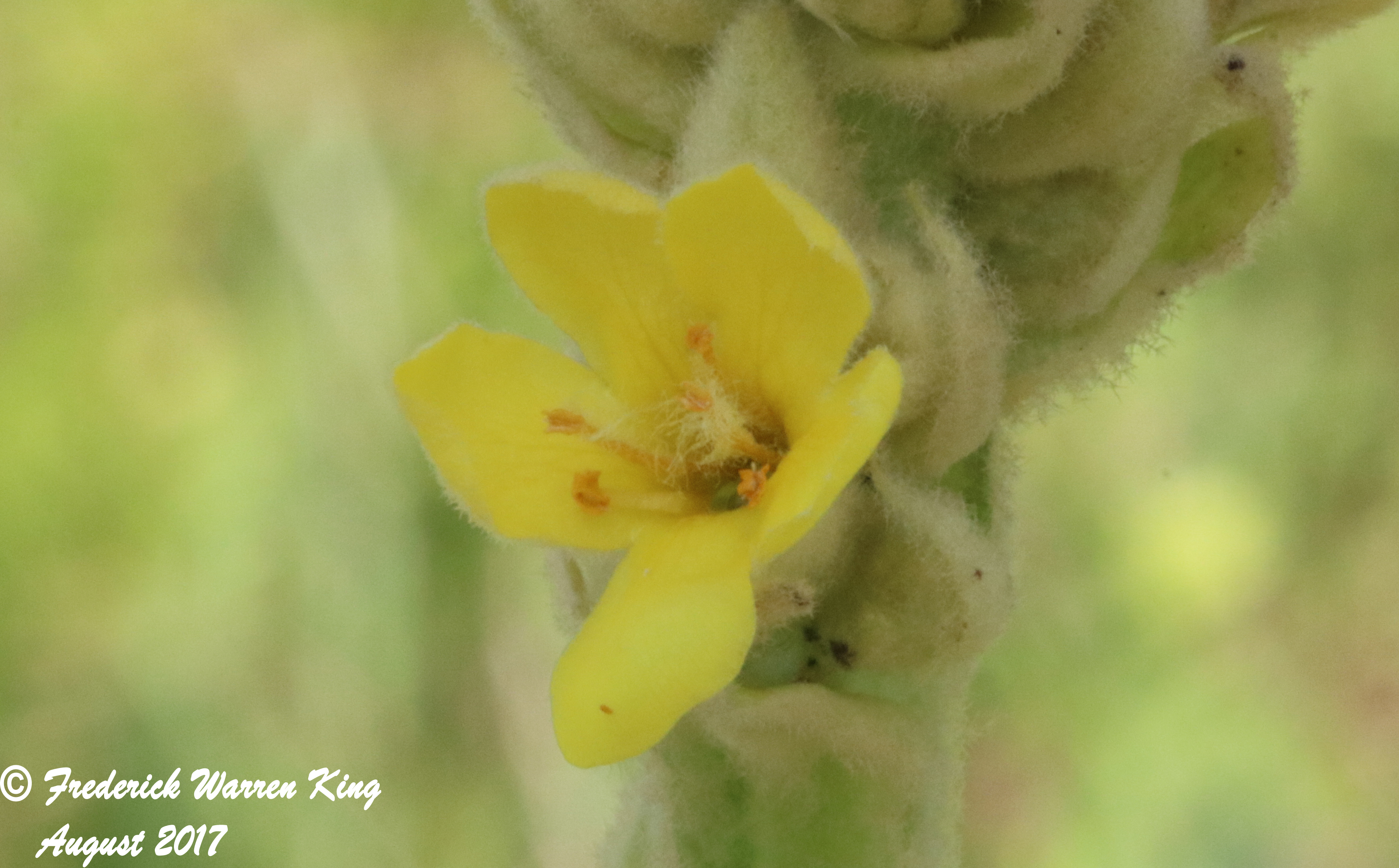 putnam-Verbascum-thapsus-08-07-2017-IMG_1687.JPG