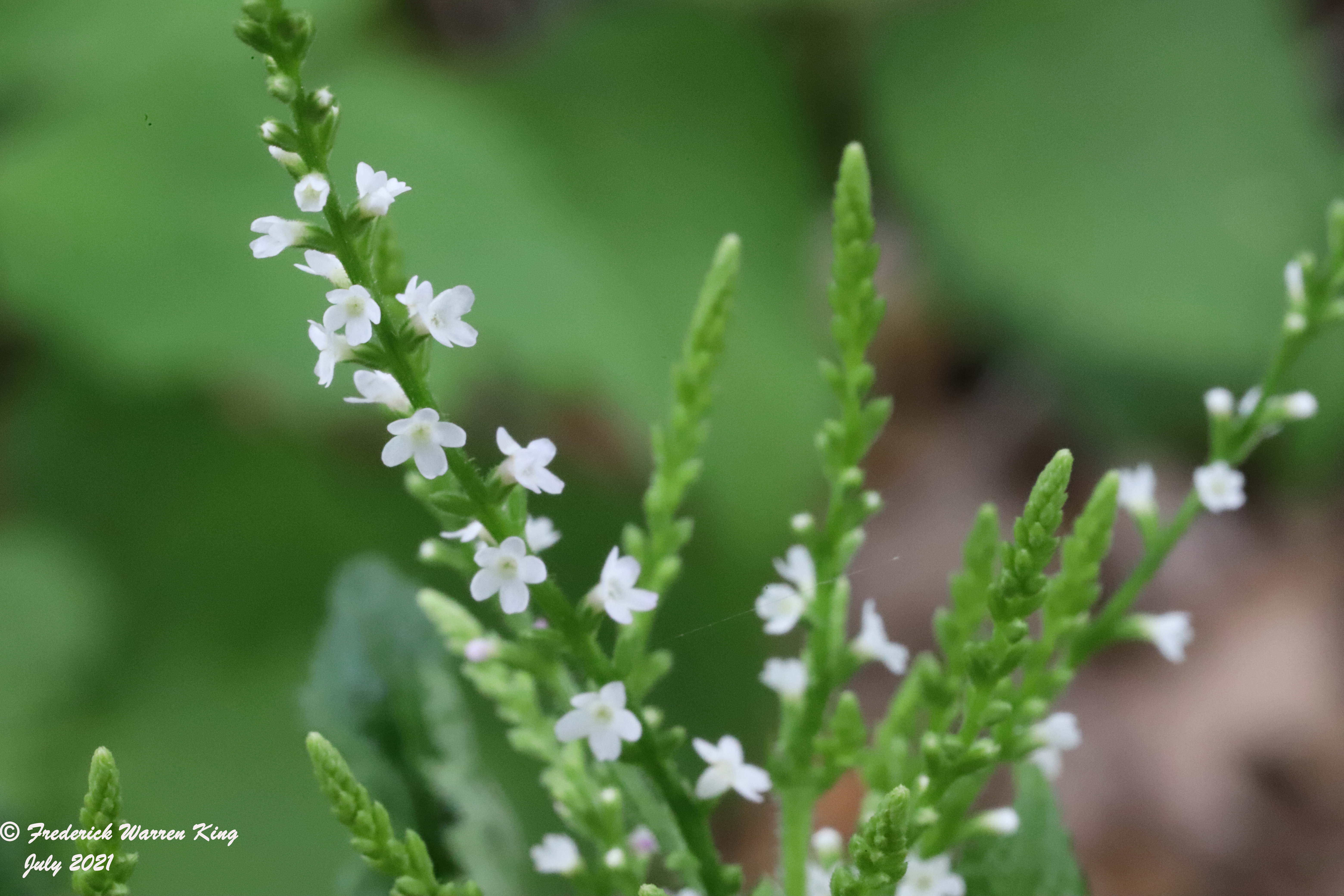 putnam-Verbena-urticifolia-07-08-2021-IMG_7537.JPG