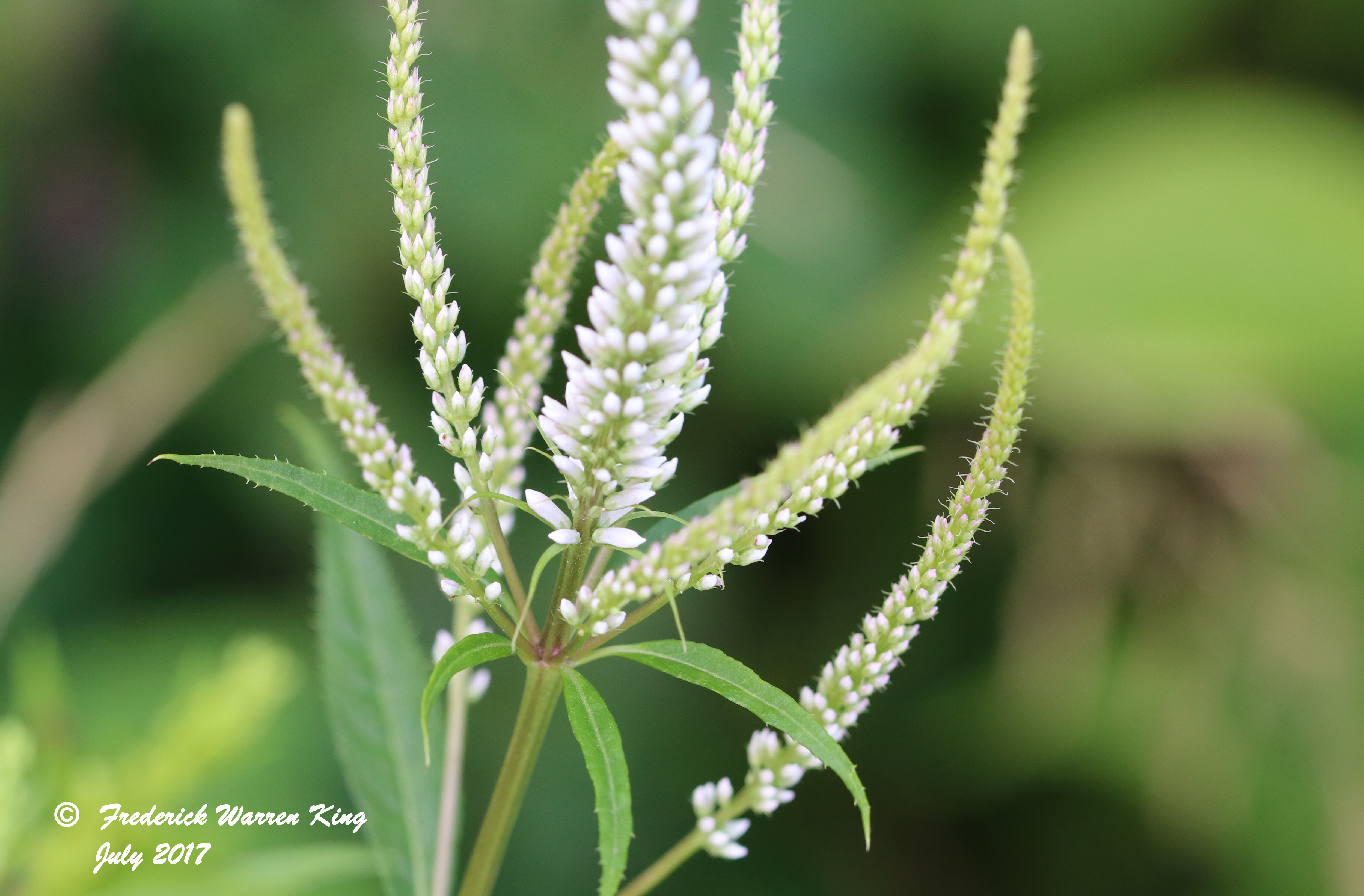 putnam-Veronicastrum-virginicum-07-12-2017-IMG_1117.JPG
