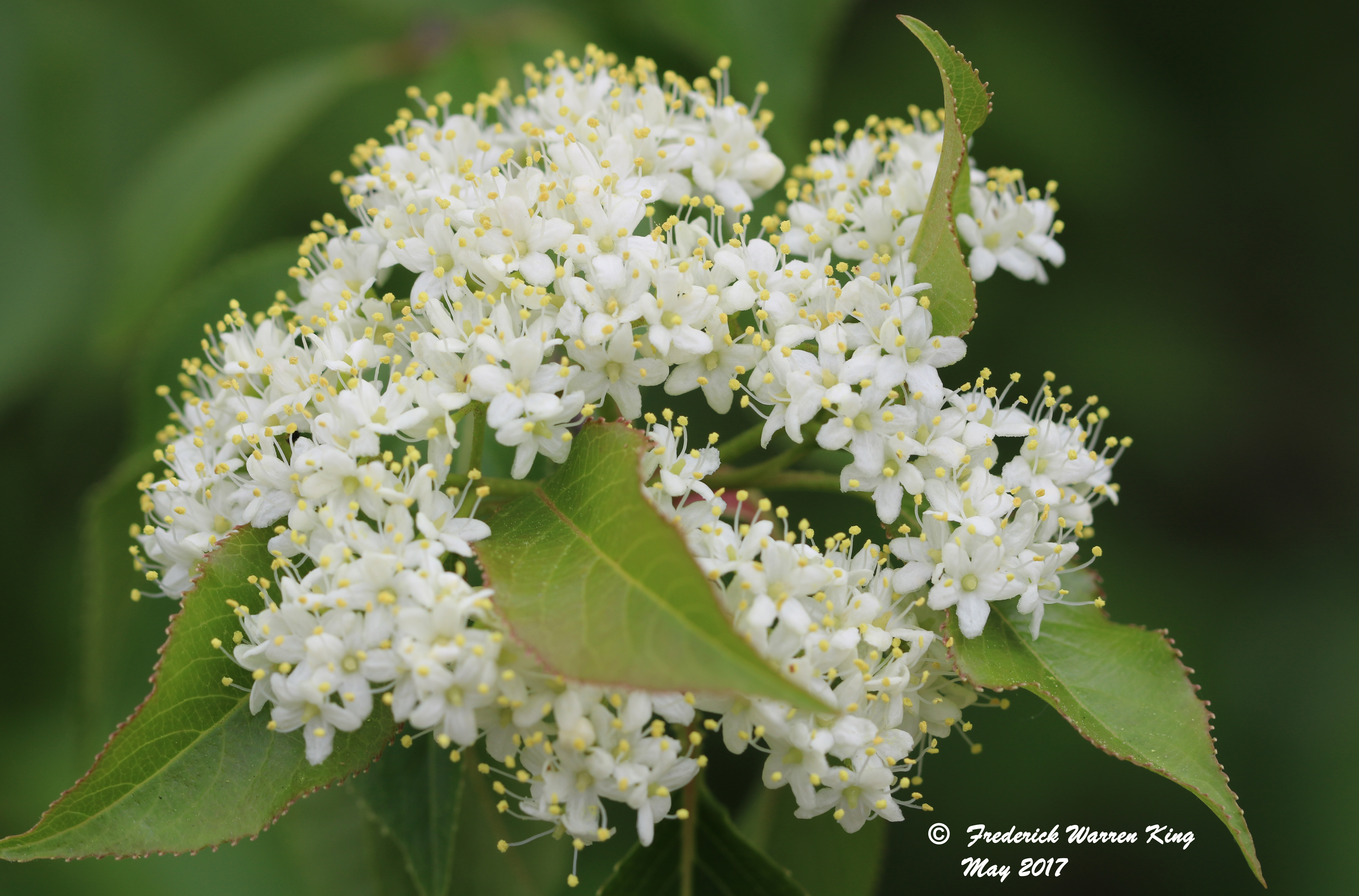 putnam-Viburnum-lentago-05-26-2017-IMG_0508.JPG