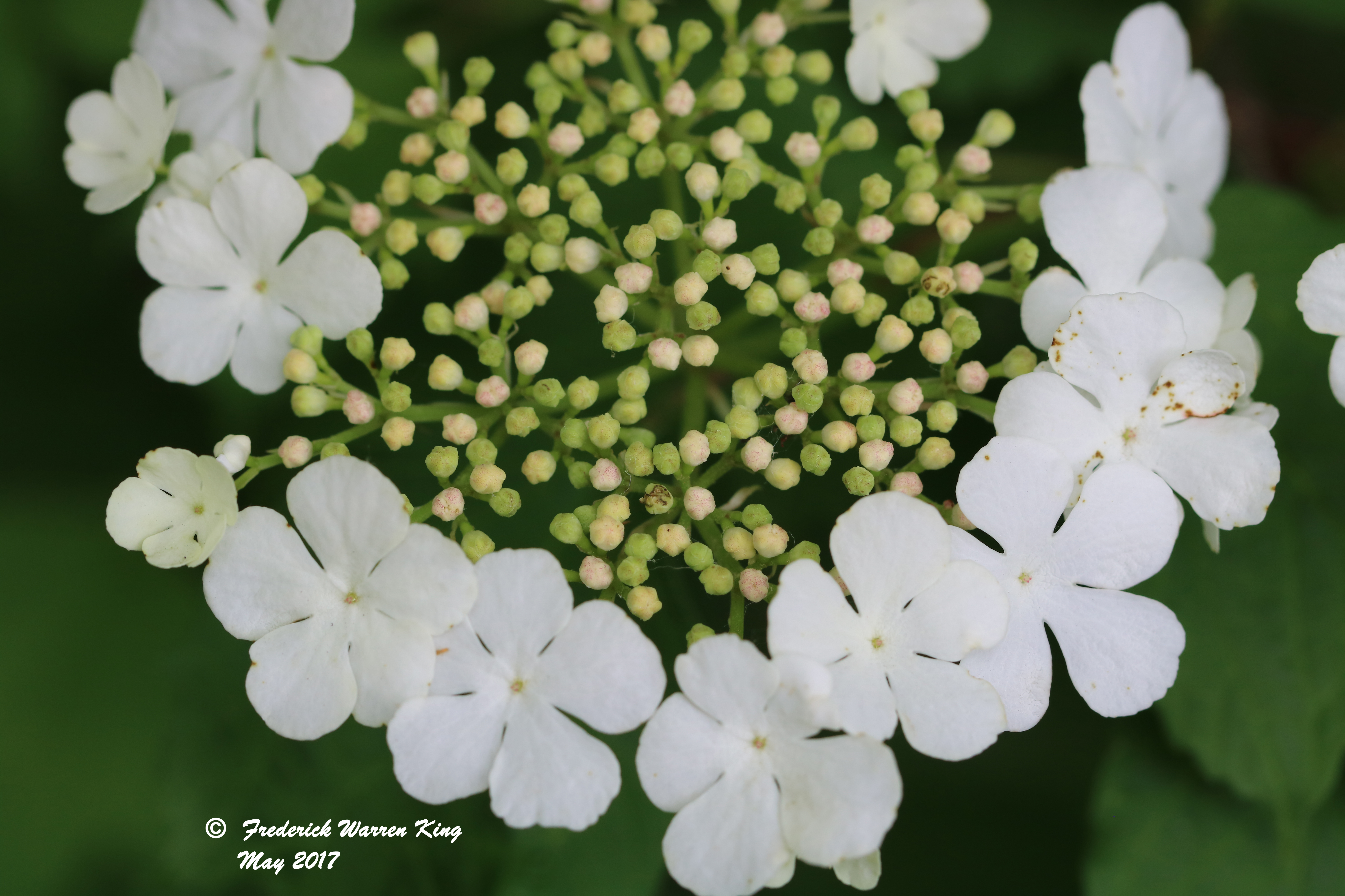 putnam-Viburnum-opulus-05-26-2017-IMG_0489.JPG