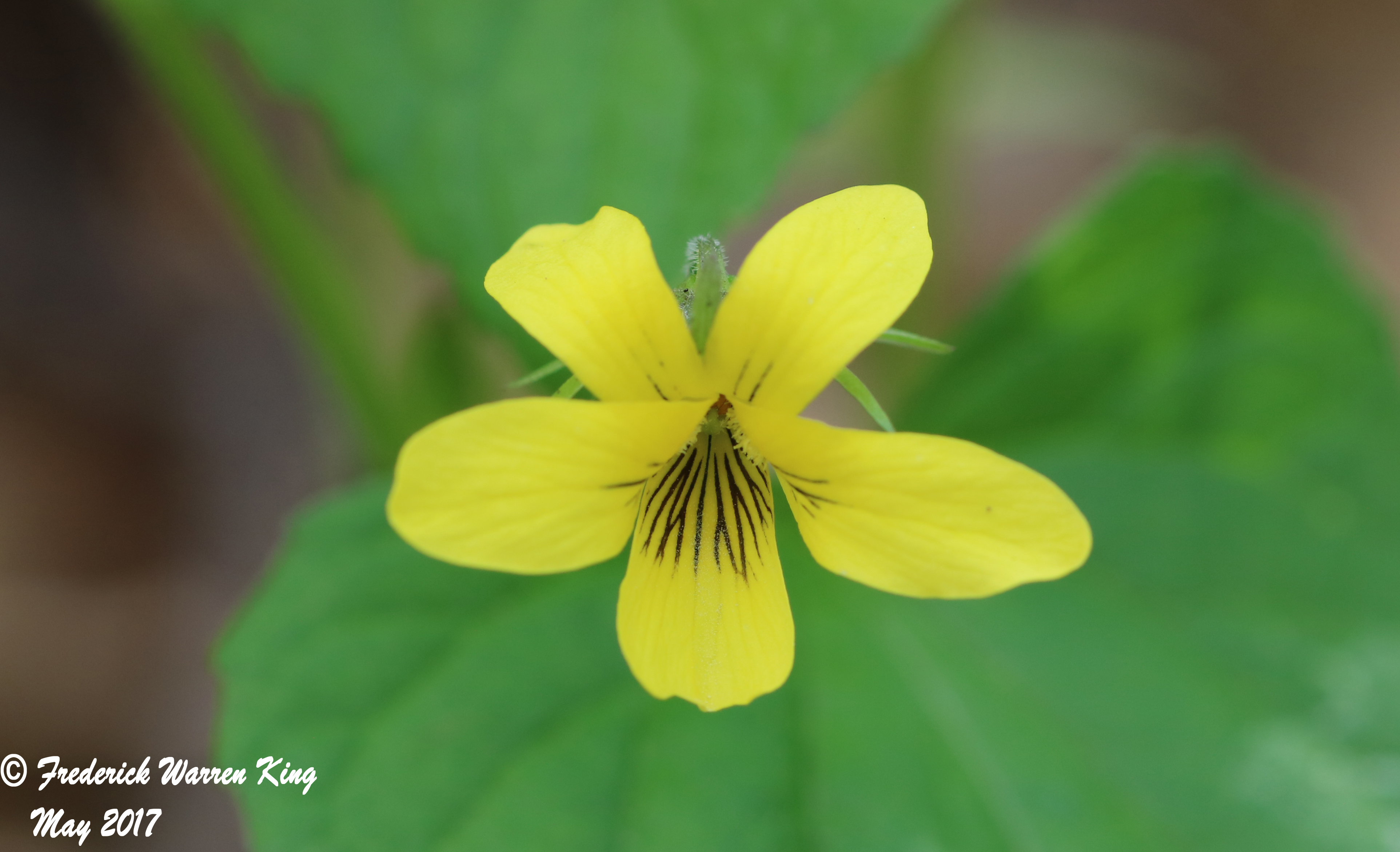 putnam-Viola-pubescens-05-12-2017-IMG_0339.JPG