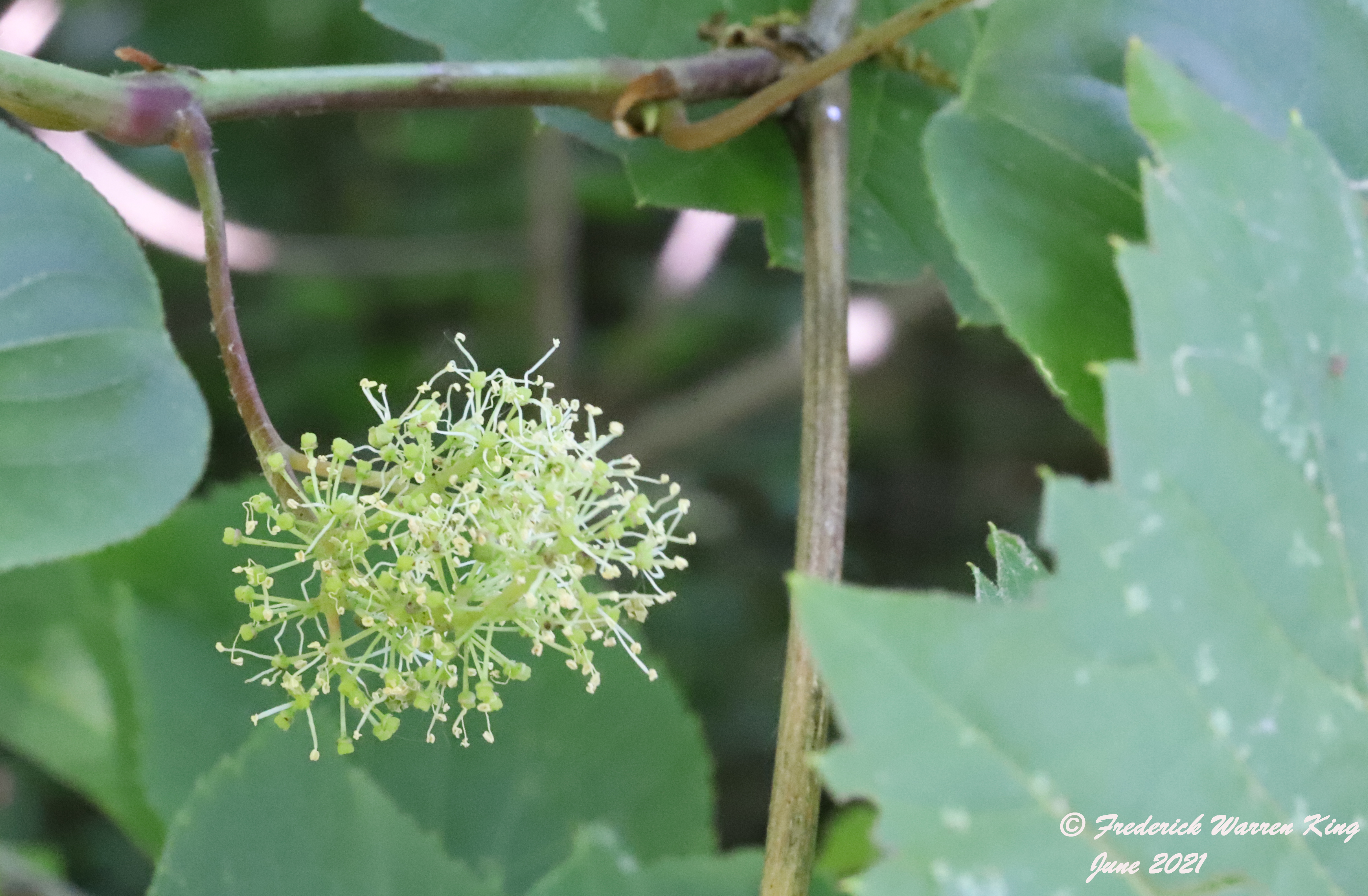 putnam-Vitis-riparia-06-04-2021-IMG_6625.JPG
