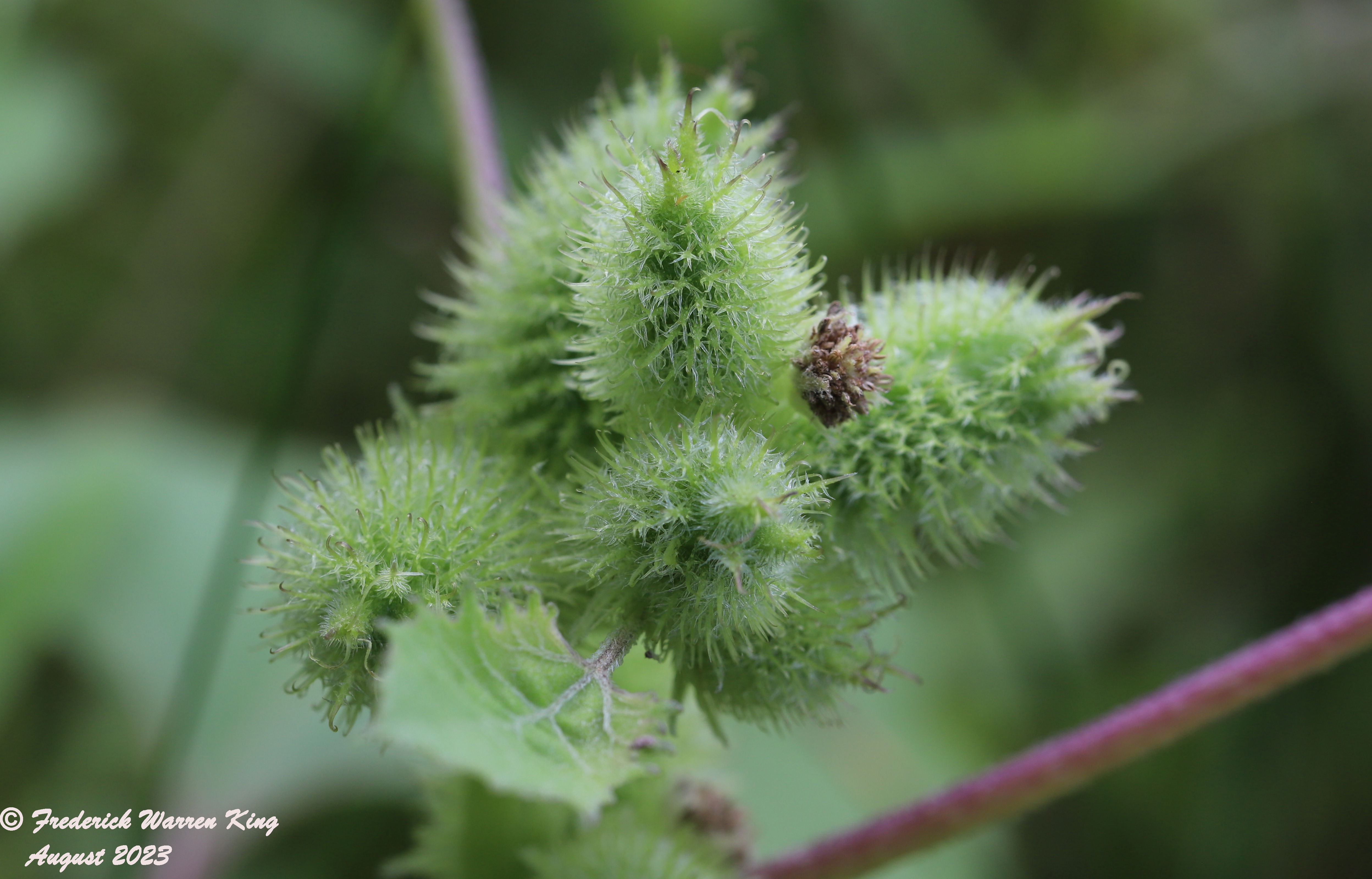 putnam-Xanthium-strumarium-08-27-2023-IMG_9005.JPG