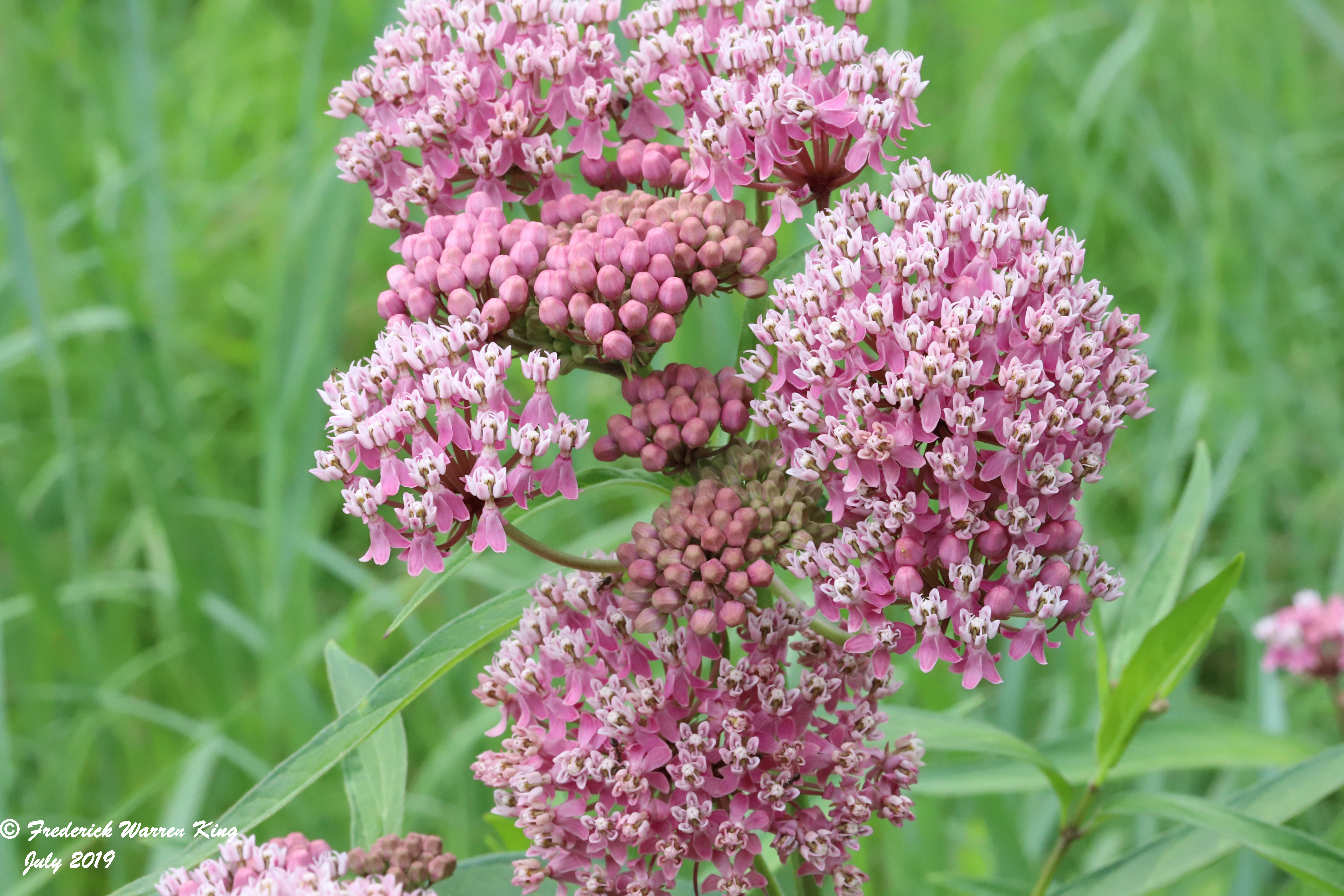 wild-flower-Asclepias-incarnata-subsp-incarnata-07-14-2019-IMG_2323.JPG