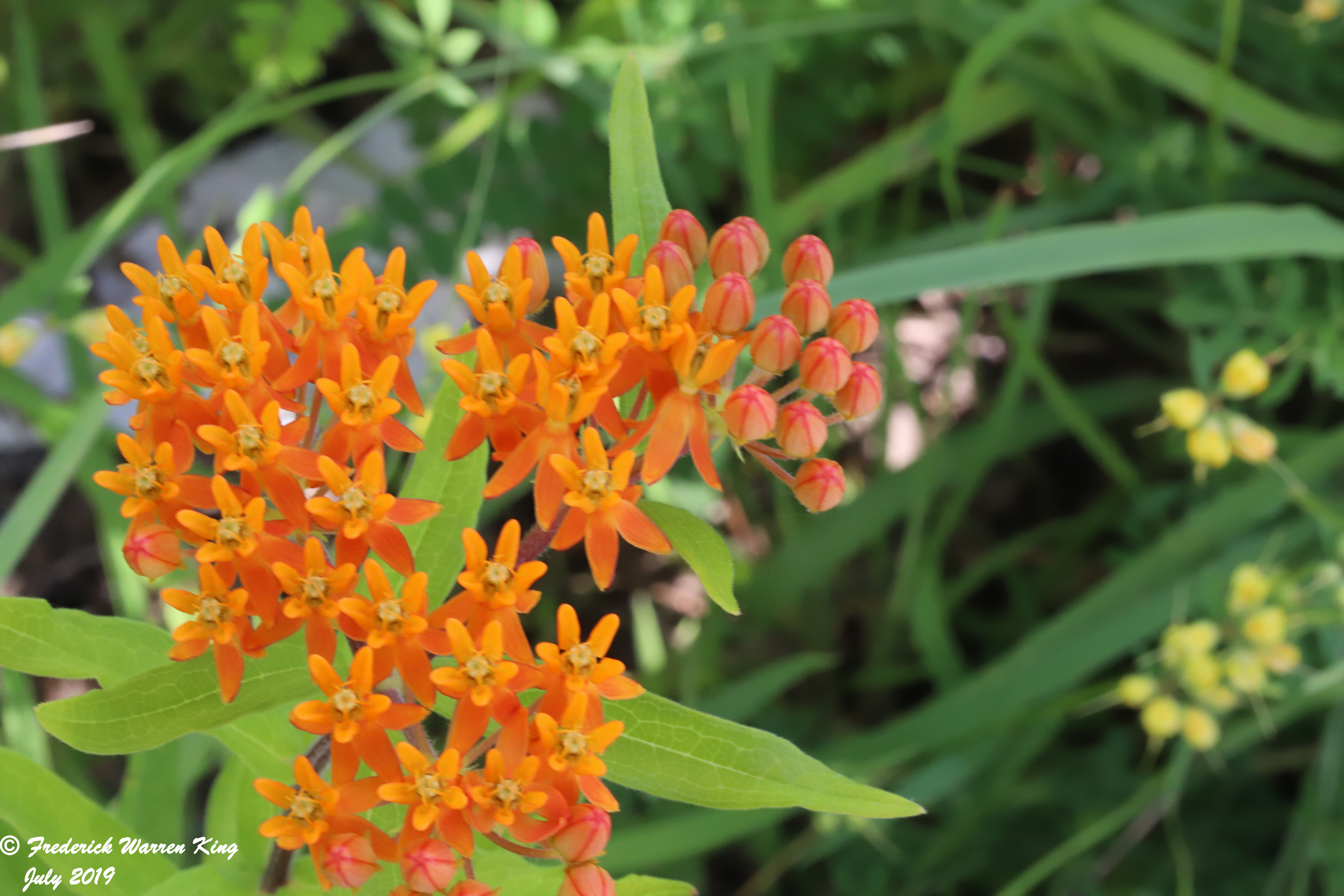 wild-flower-Asclepias-tuberosa-subsp-interior-07-04-2019-IMG_2142.JPG