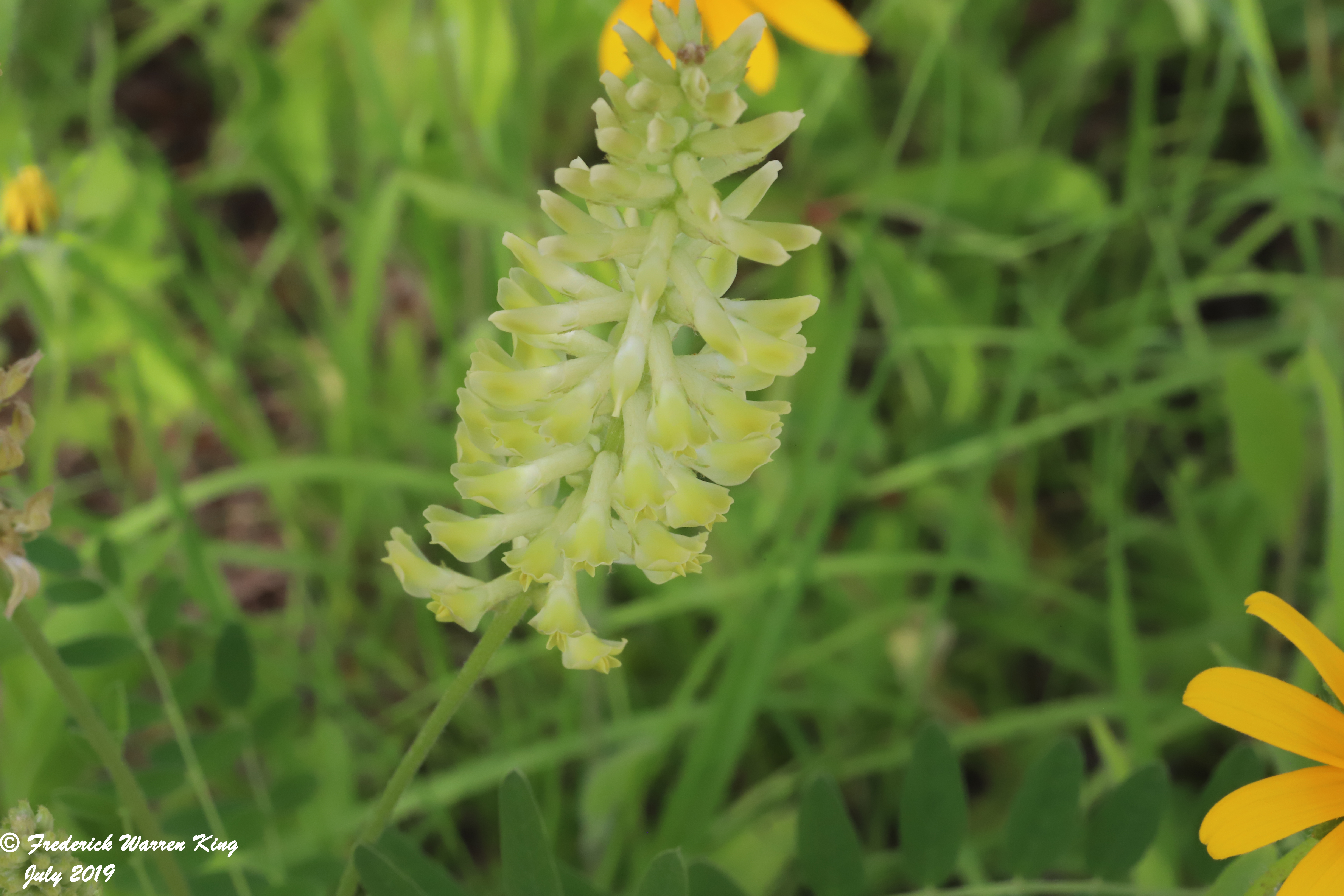 wild-flower-Astragalus-canadensis-var-canadensis-07-06-2019-IMG_2170.JPG