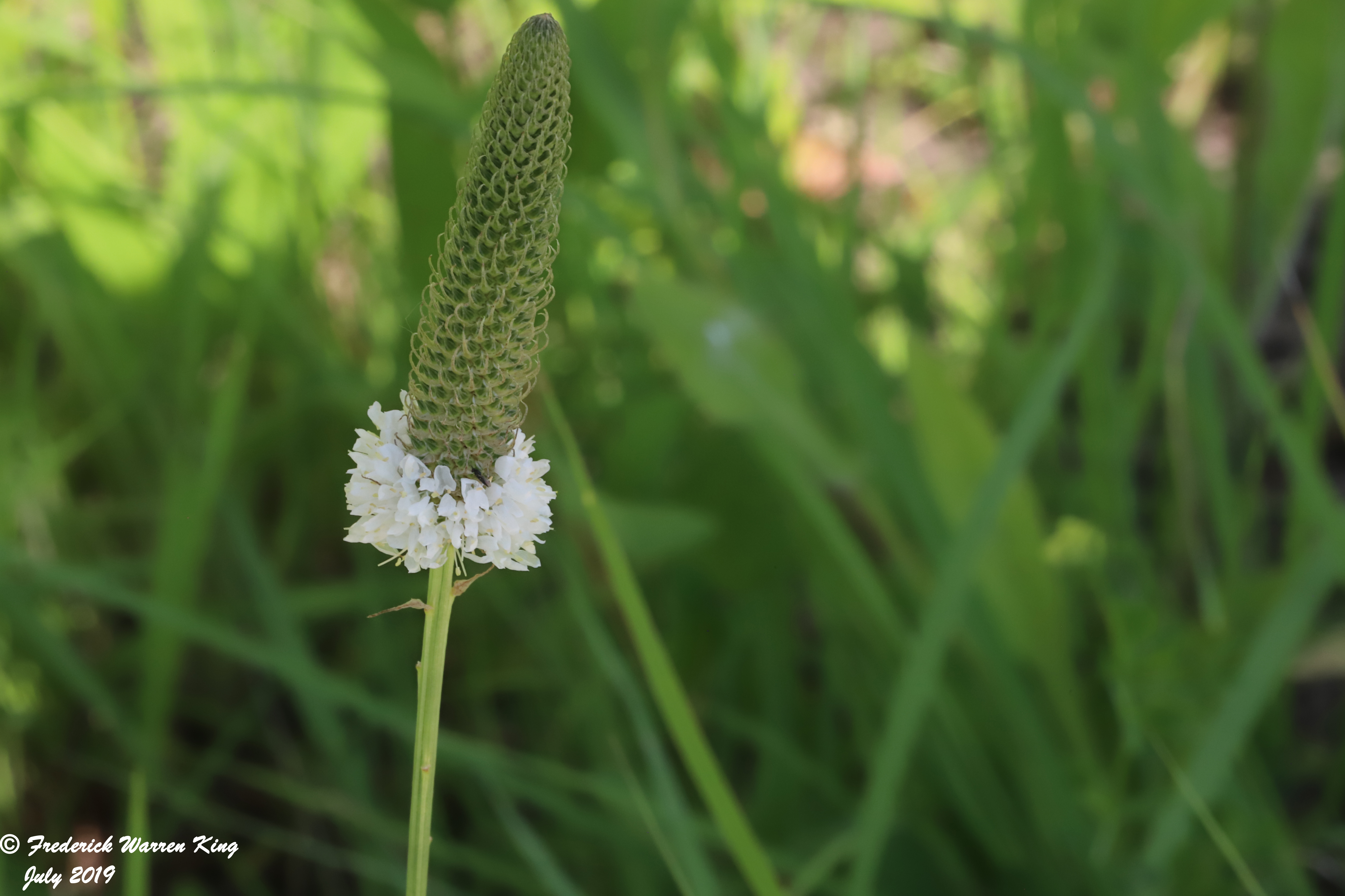 wild-flower-Dalea-candida-var-candida-07-11-2019-IMG_2214.JPG