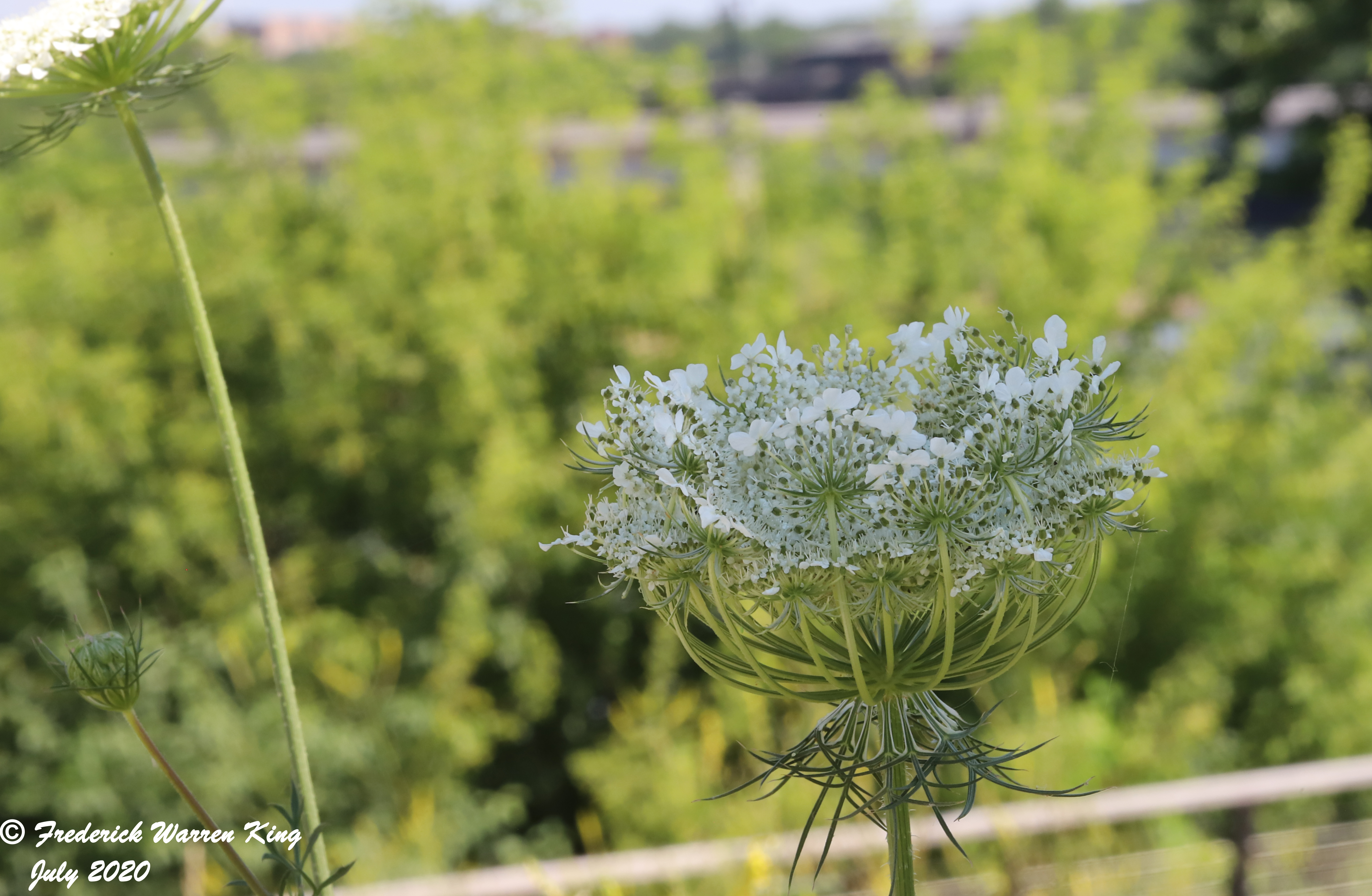 wild-flower-Daucus-carota-subsp-carota-07-04-2020-IMG_4225.JPG