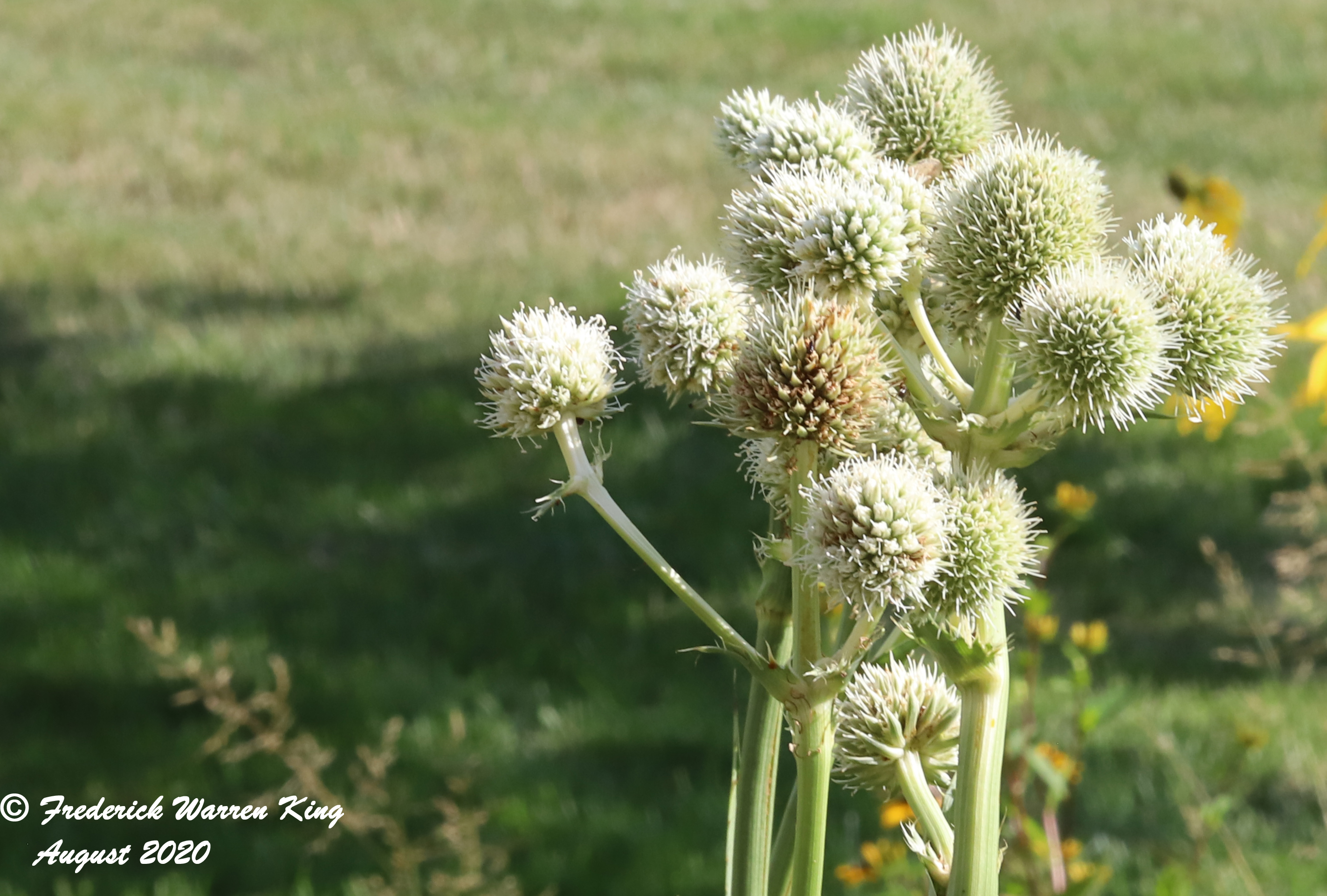 wild-flower-Eryngium-yuccifolium-var-yuccifolium-08-01-2020-IMG_4672.JPG
