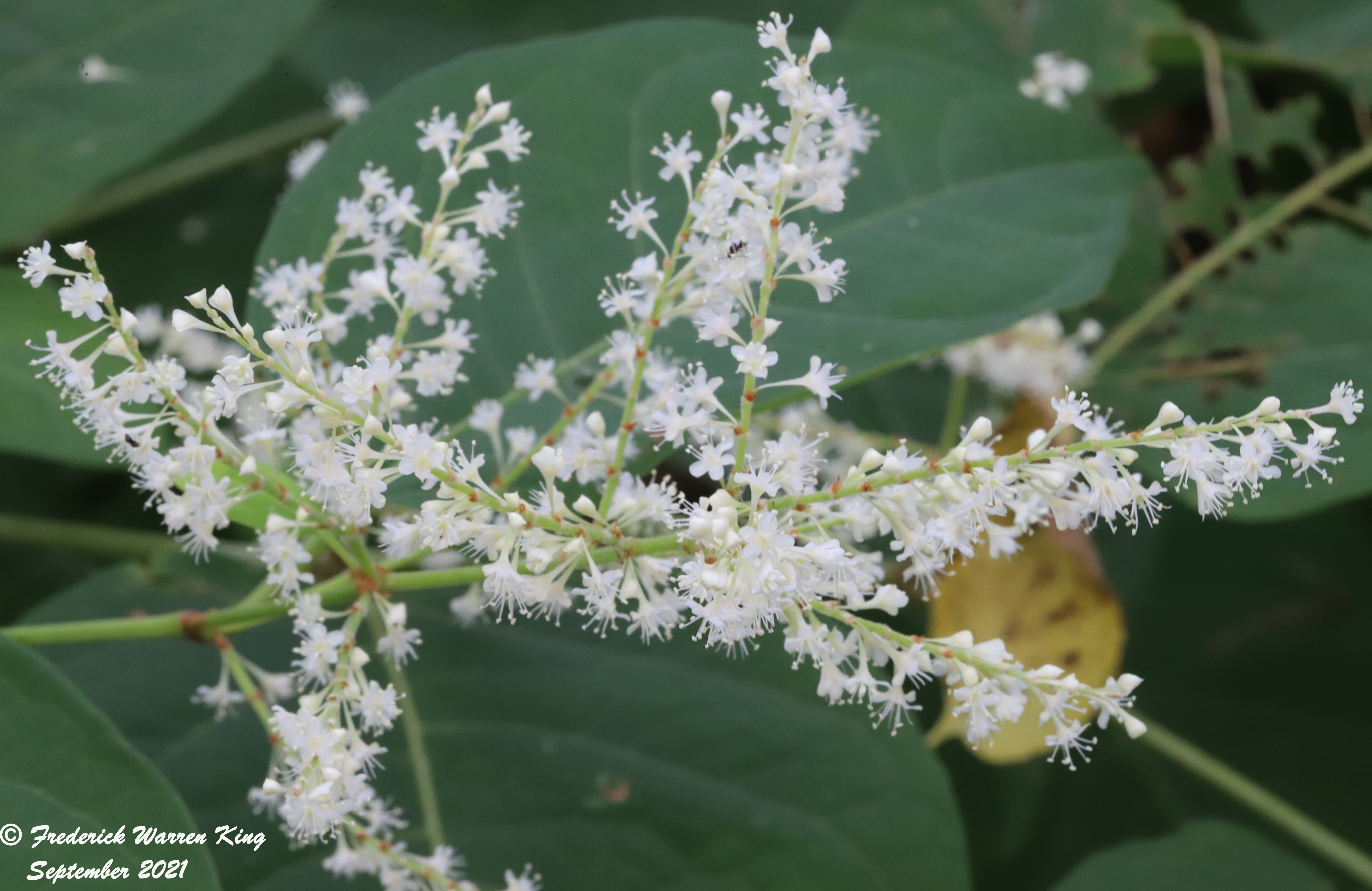 wild-flower-Fallopia-japonica-var-japonica-09-26-2021-IMG_9768.JPG
