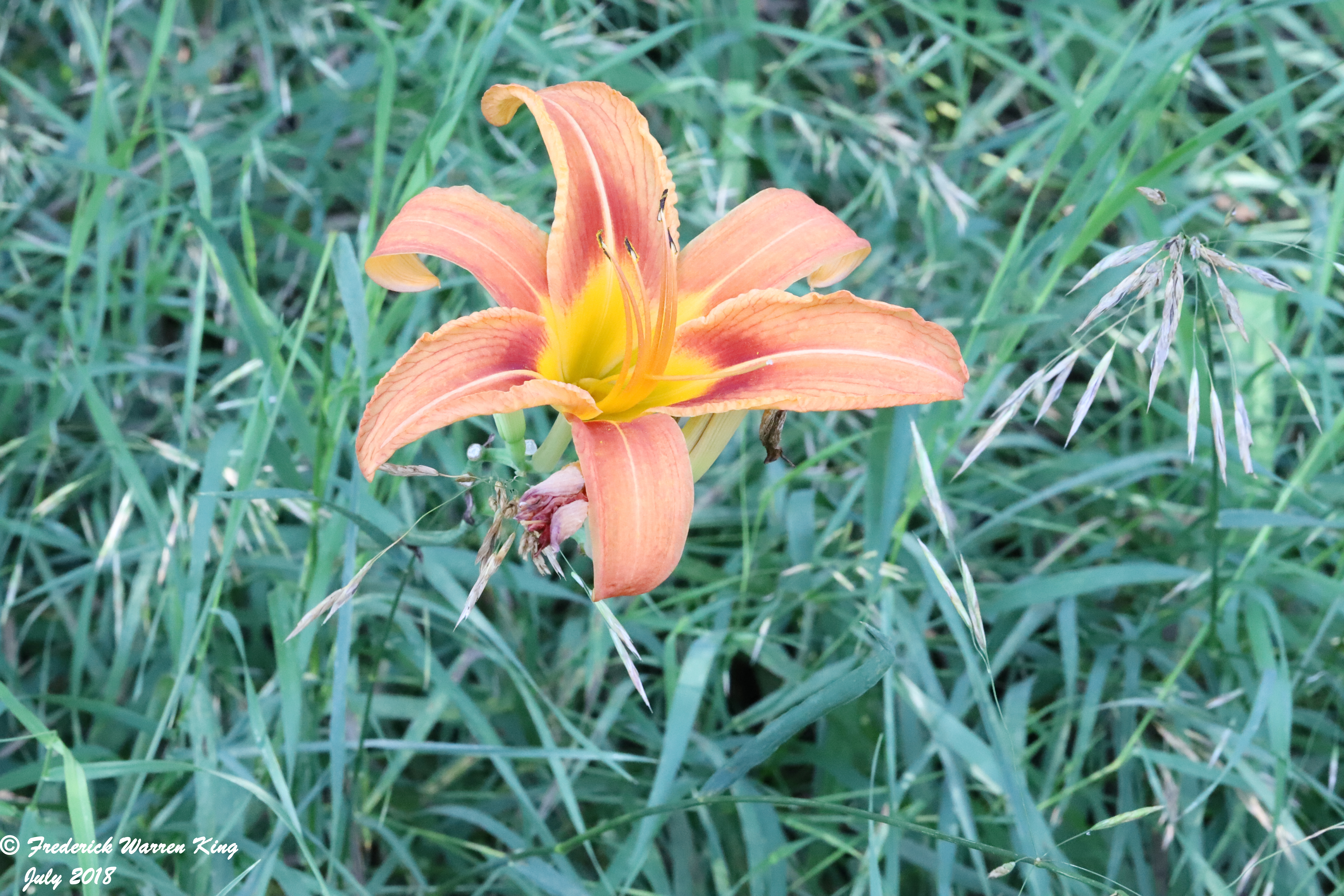 wild-flower-Hemerocallis-fulva-var-fulva-07-06-2018-IMG_0570.JPG