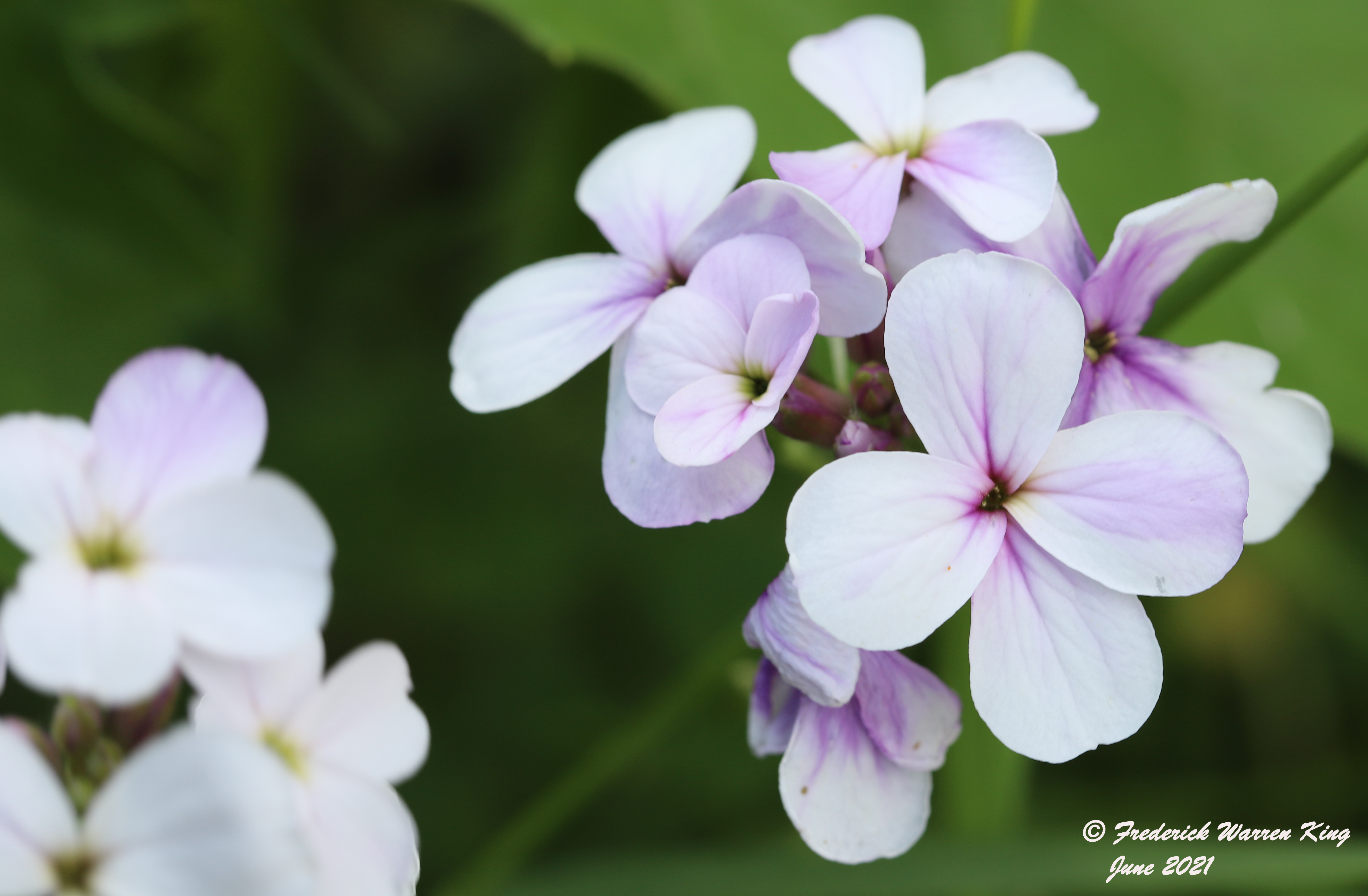 wild-flower-Hesperis-matronalis-subsp-matronalis-06-06-2021-IMG_6711.JPG
