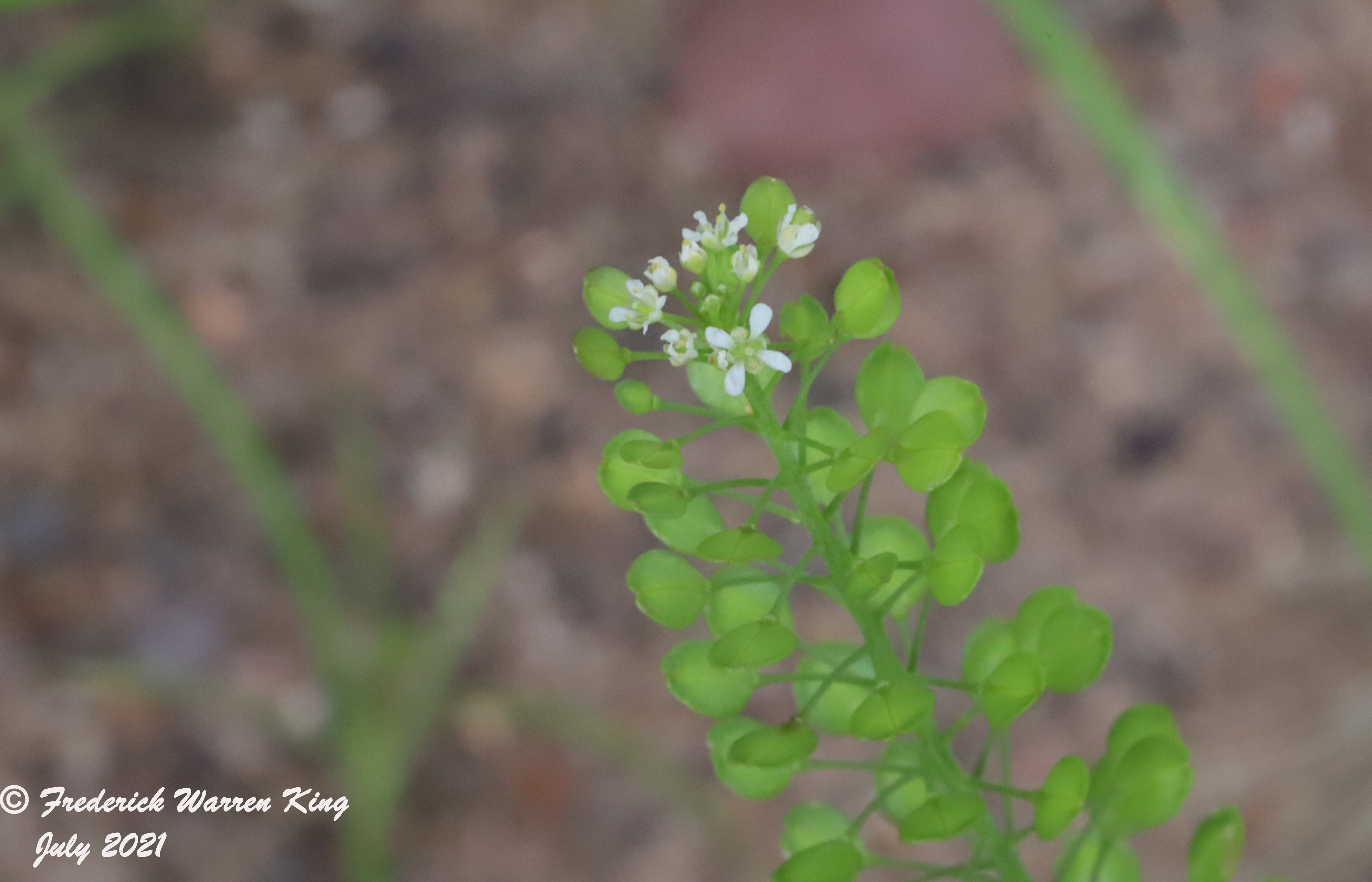 wild-flower-Lepidium-virginicum-subsp-virginicum-07-21-2021-IMG_7972.JPG