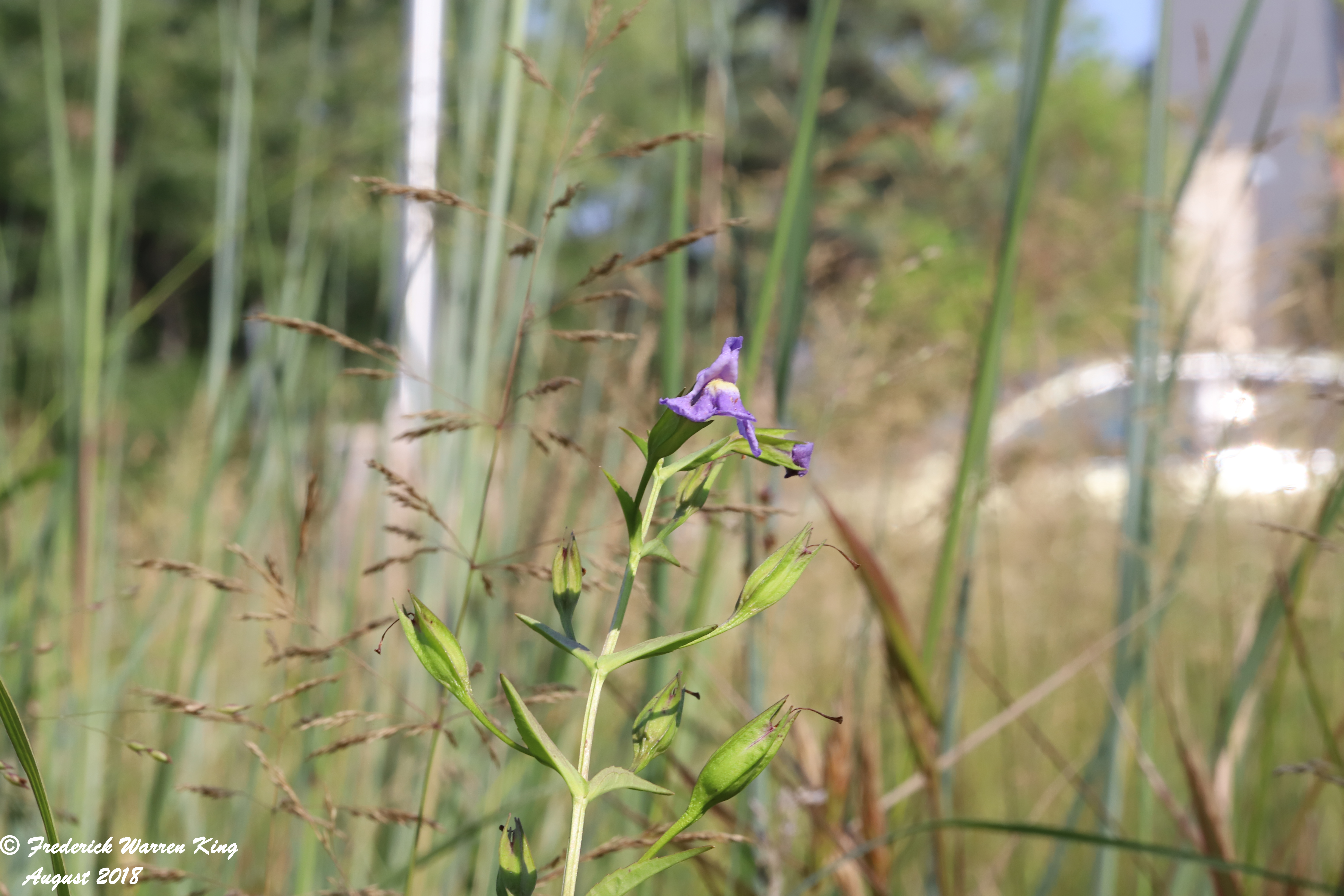 wild-flower-Mimulus-ringens-var-ringens-08-12-2018-IMG_0761.JPG