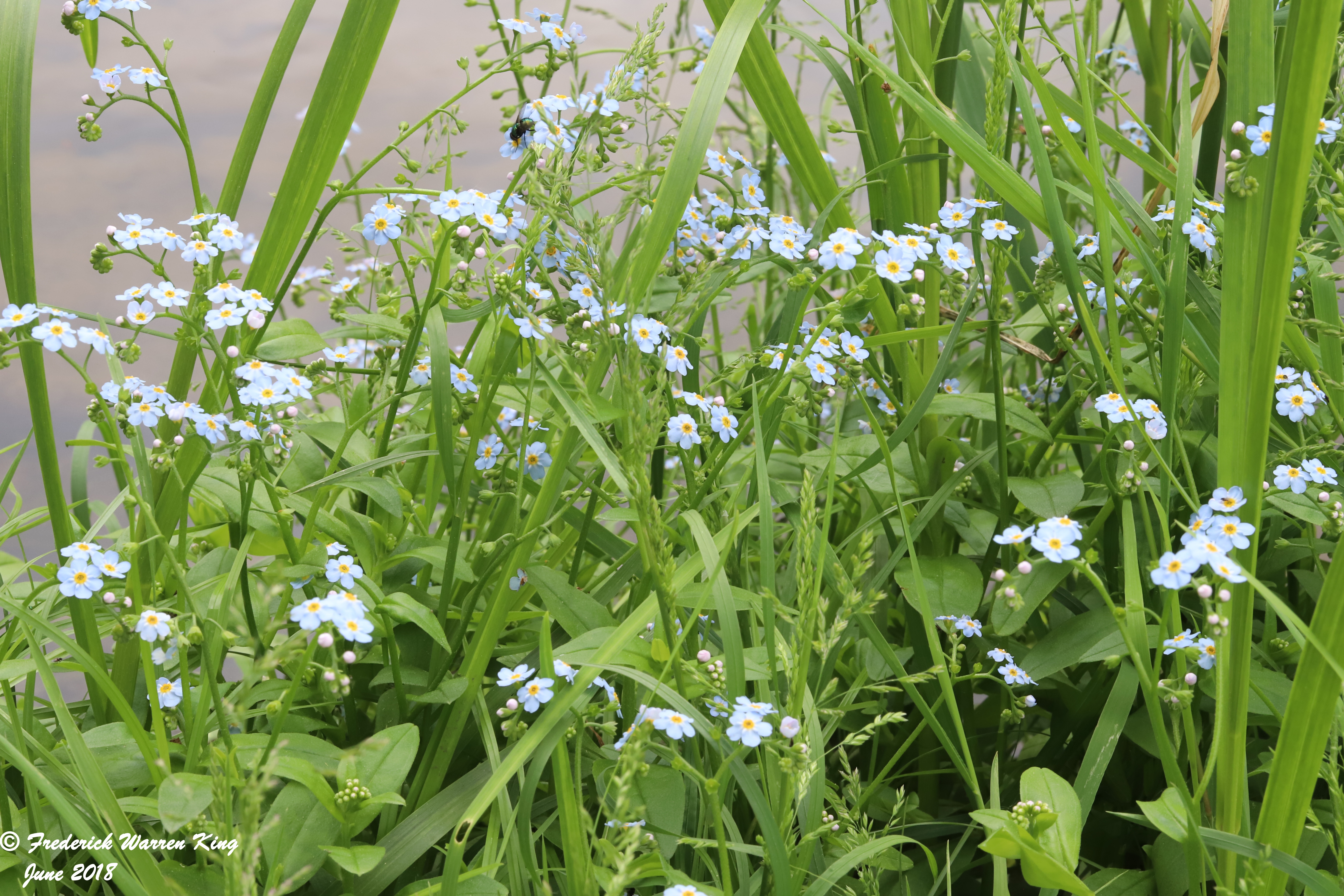 wild-flower-Myosotis-scorpioides-subsp-scorpioides-06-03-2018-IMG_0318.JPG