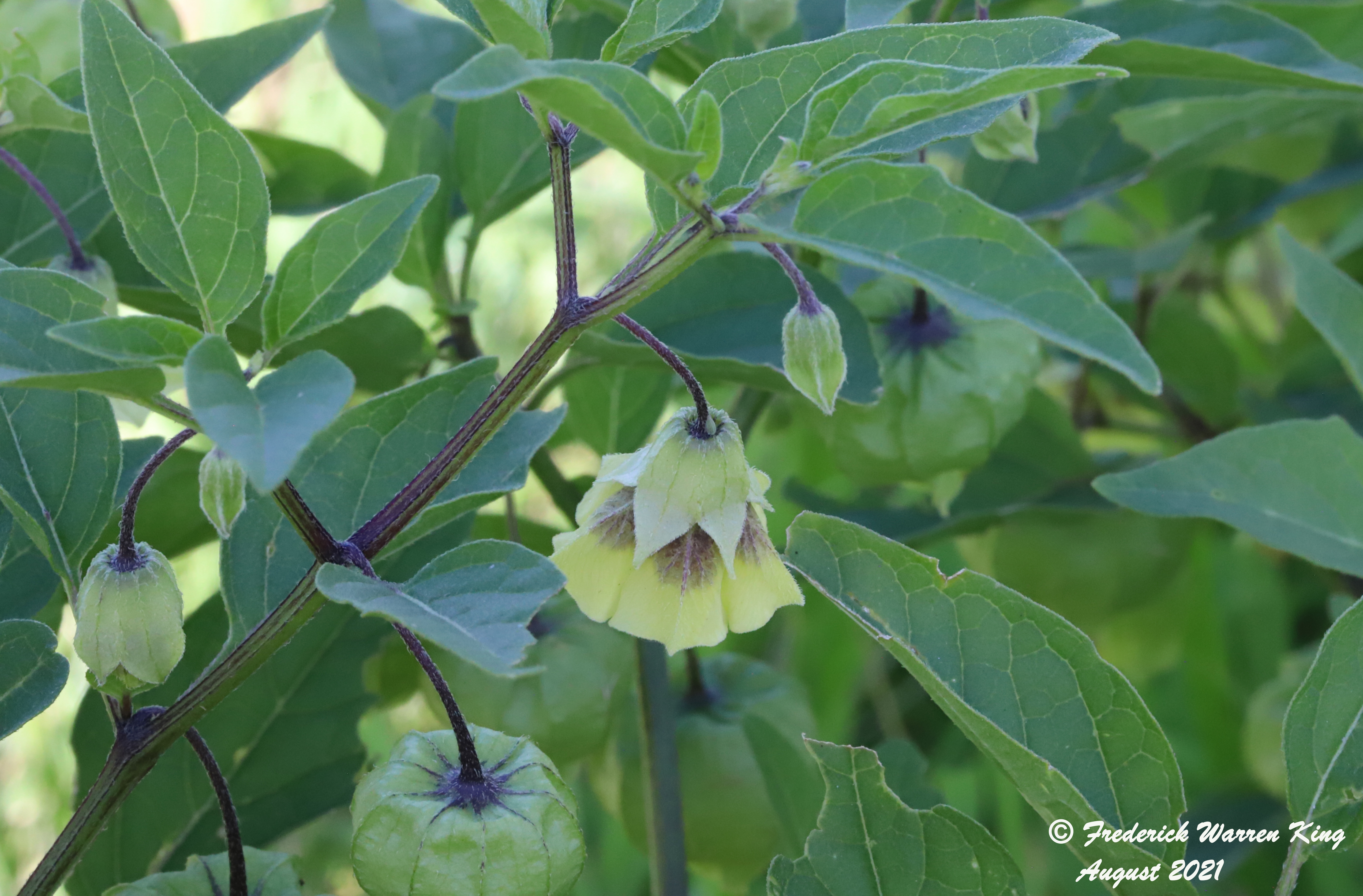 wild-flower-Physalis-longifolia-var-longifolia-08-13-2021-IMG_8626.JPG