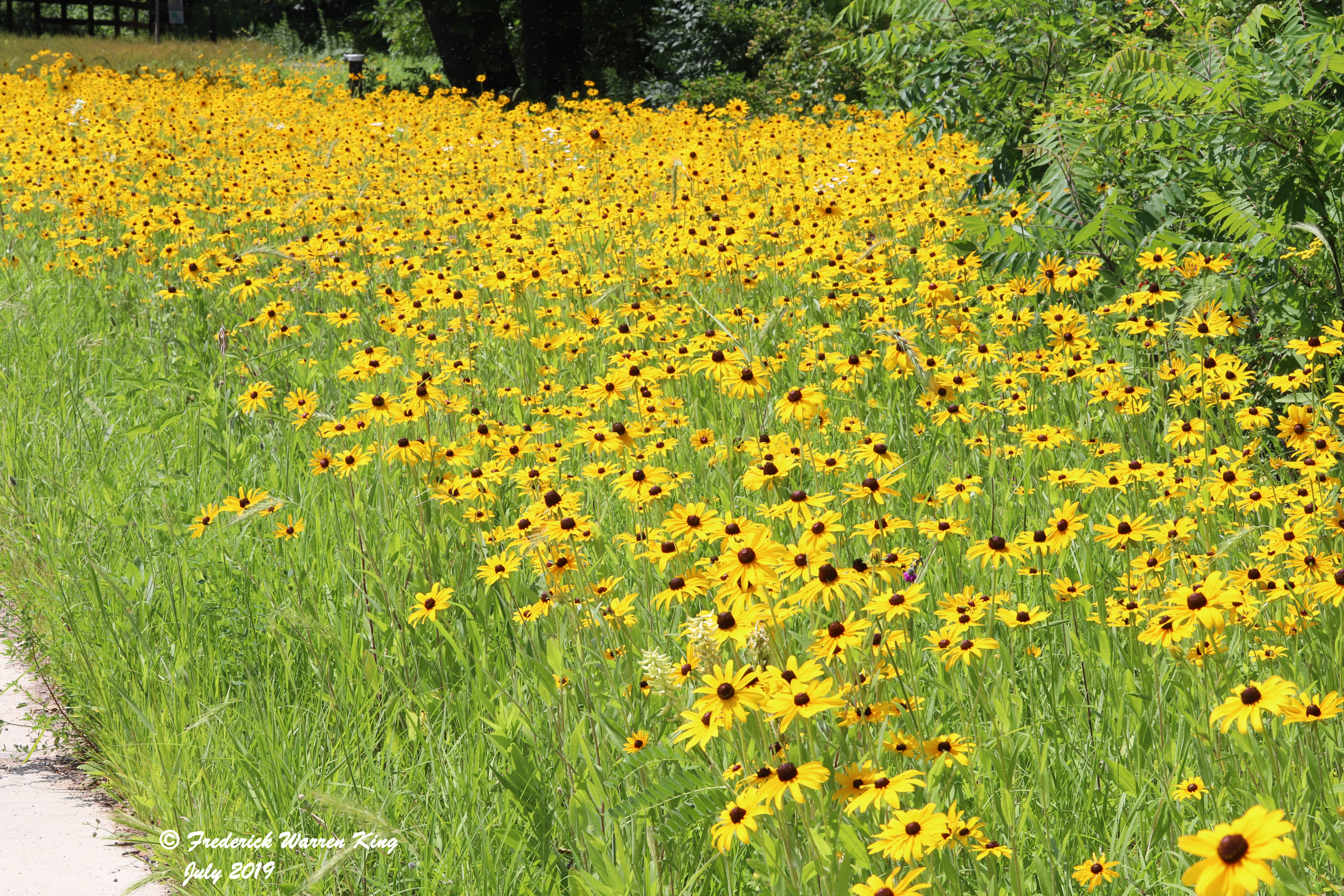 wild-flower-Rudbeckia-hirta-var-pulcherrima-07-11-2019-IMG_2213.JPG