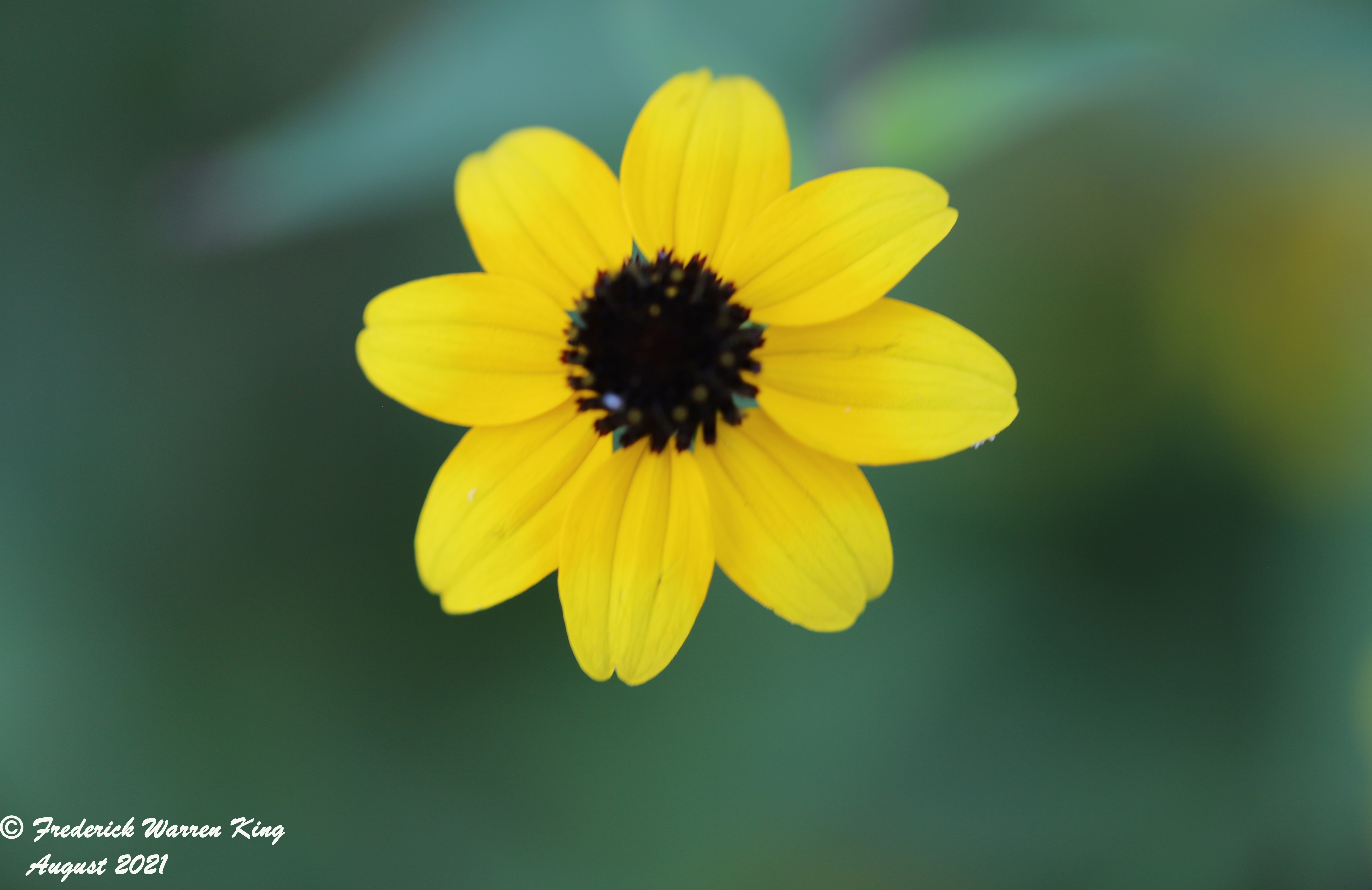 wild-flower-Rudbeckia-triloba-var-triloba-08-12-2021-IMG_8558.JPG