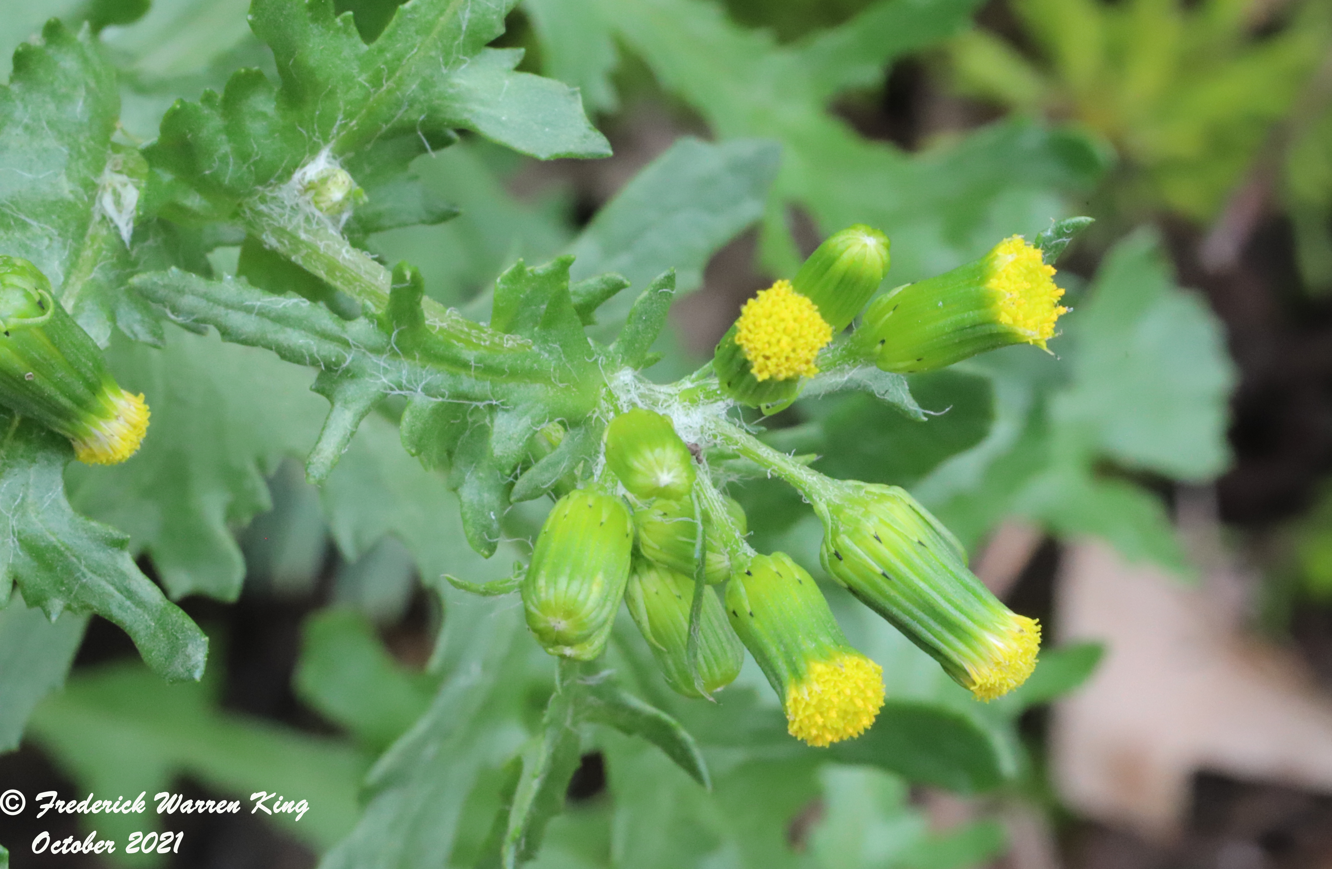 wild-flower-Senecio-vulgaris-subsp-vulgaris-10-05-2021-IMG_9922.JPG