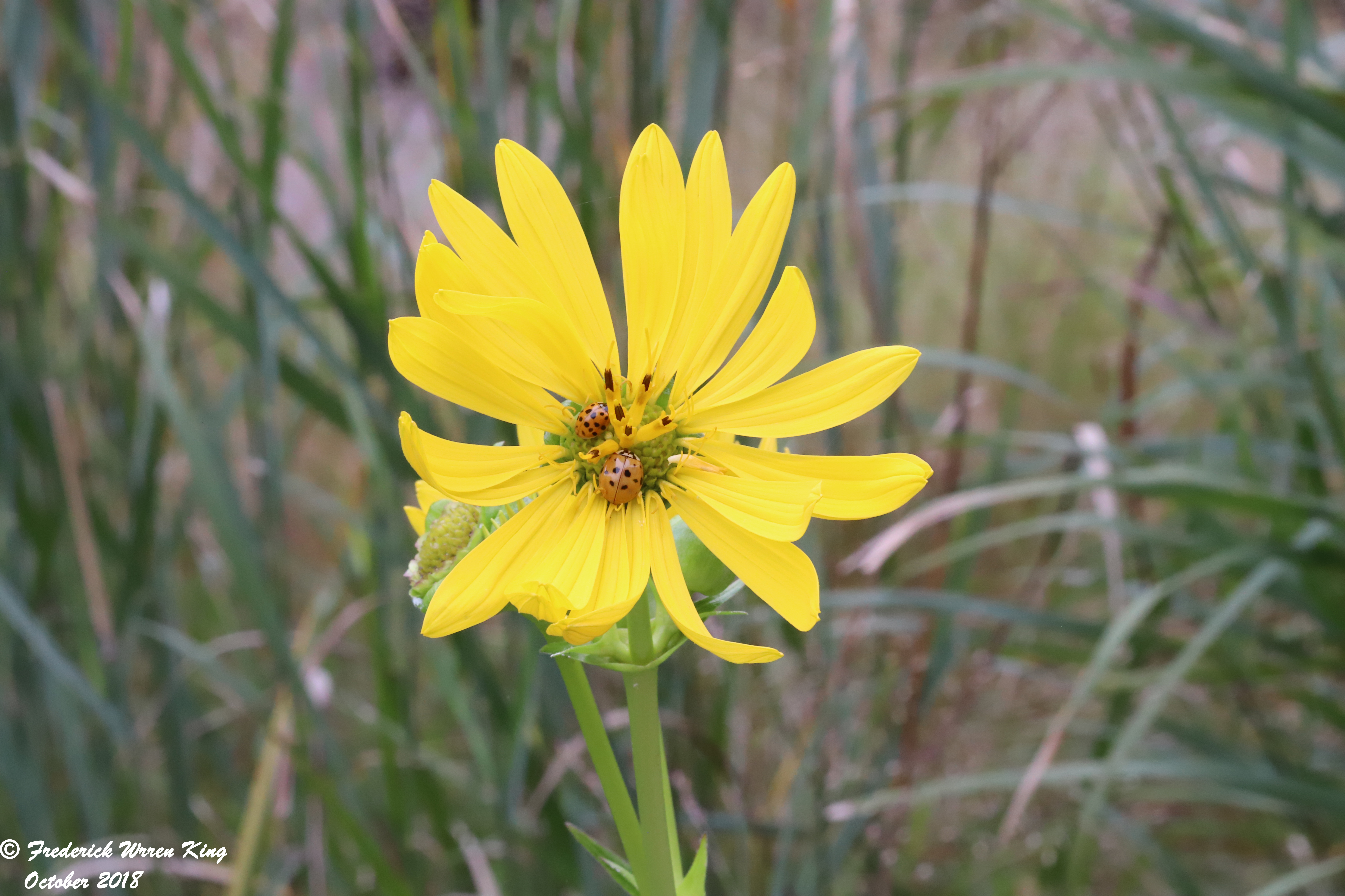 wild-flower-Silphium-perfoliatum-var-perfoliatum-10-02-2018-IMG_1255.JPG