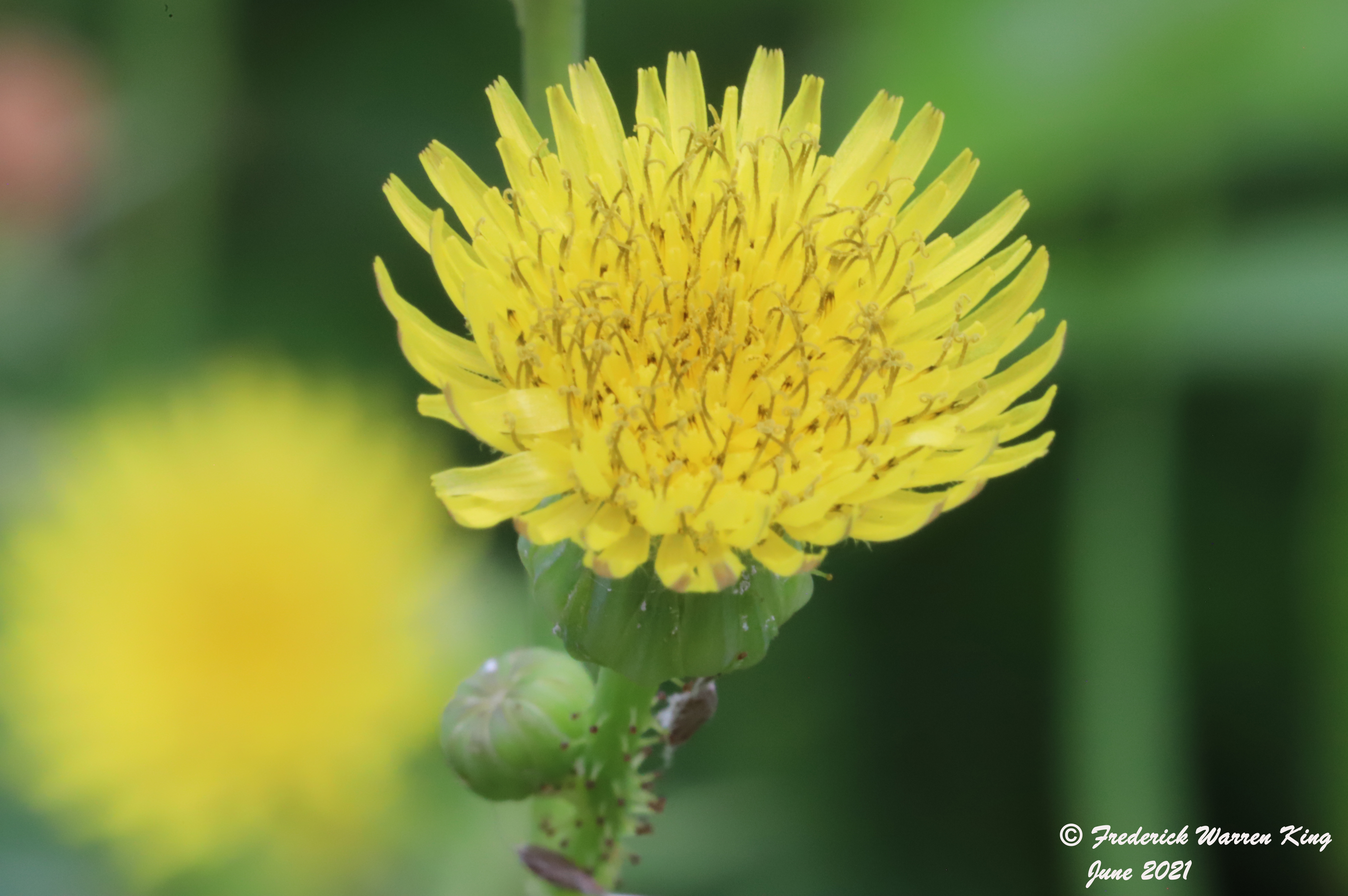 wild-flower-Sonchus-asper-subsp-asper-06-27-2021-IMG_7179.JPG