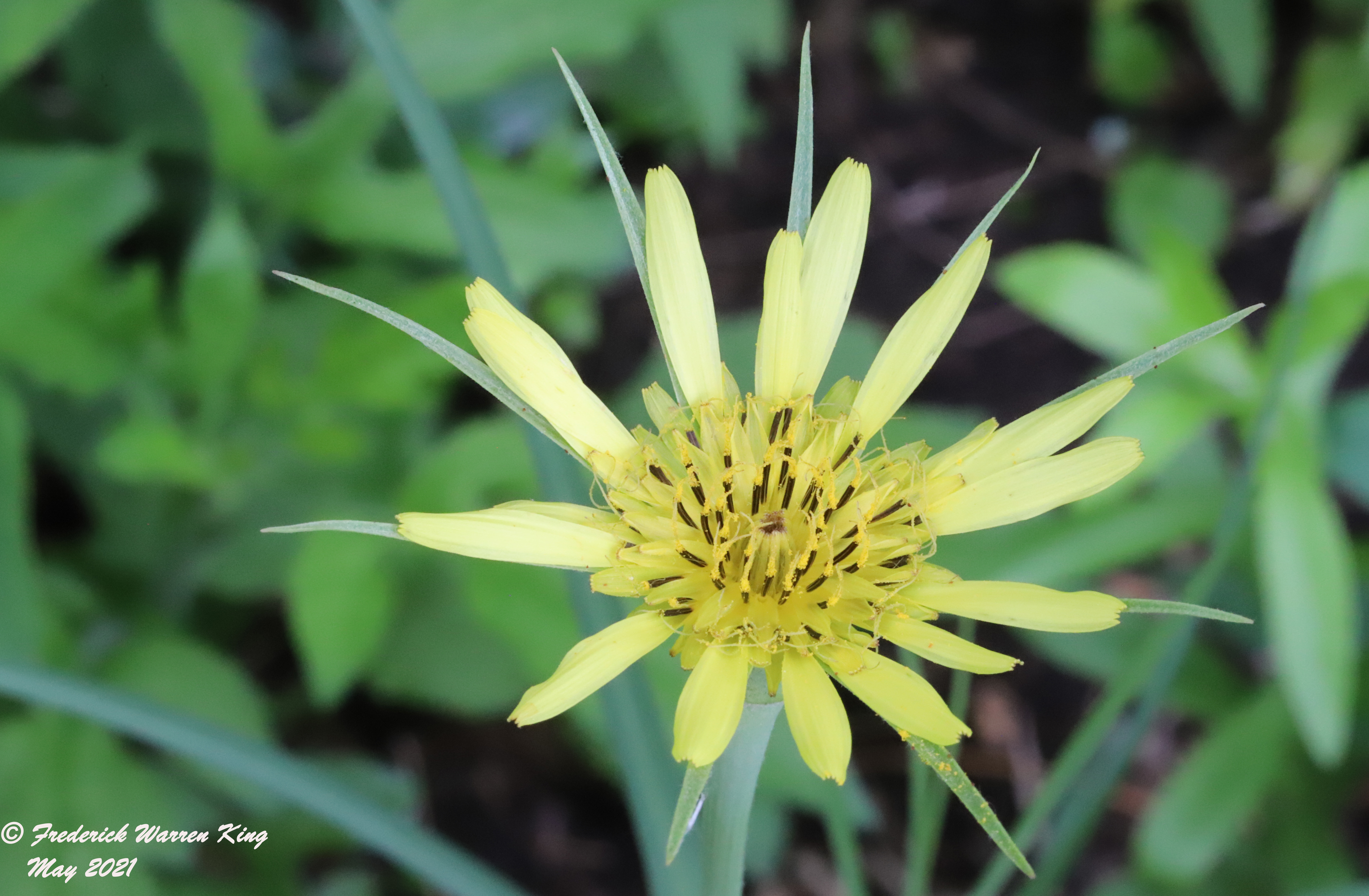 wild-flower-Tragopogon-dubius-subsp-dubius-05-24-2021-IMG_6466.JPG