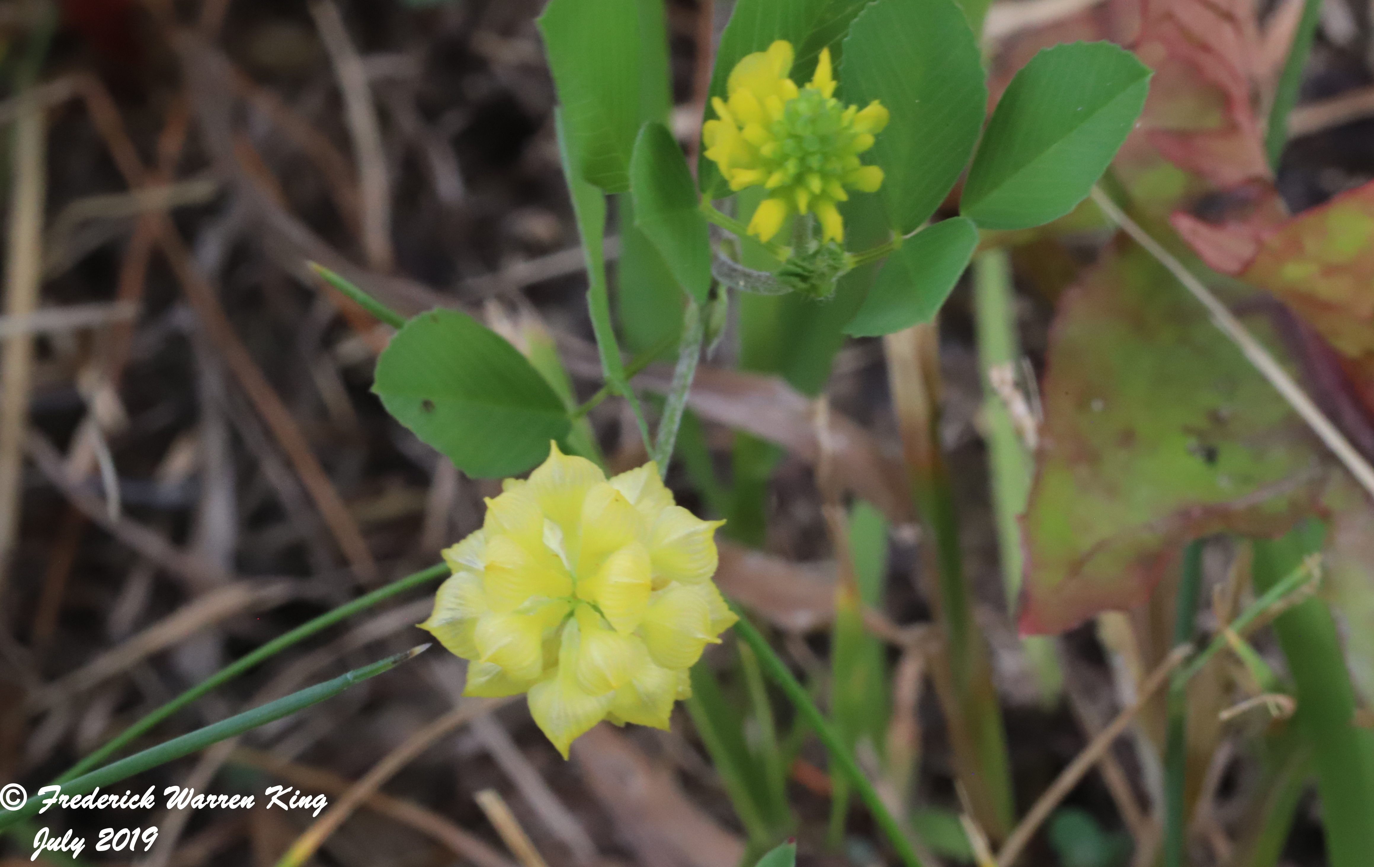 wild-flower-Trifolium-campestre-subsp-campestre-07-14-2019-IMG_2318.JPG