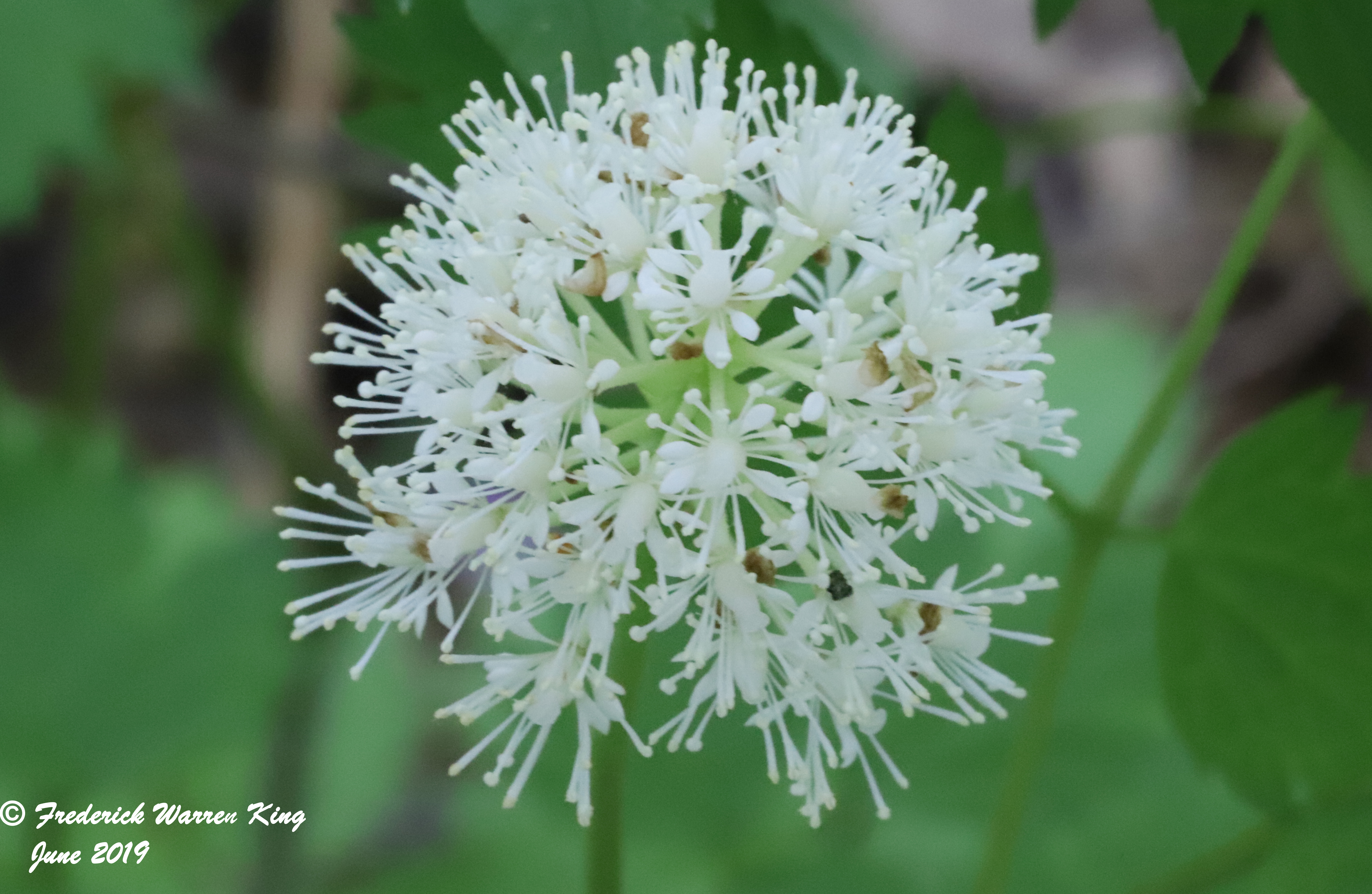 wild-flower-Actaea-pachypoda-f-pachypoda-06-01-2019-IMG_1627.JPG