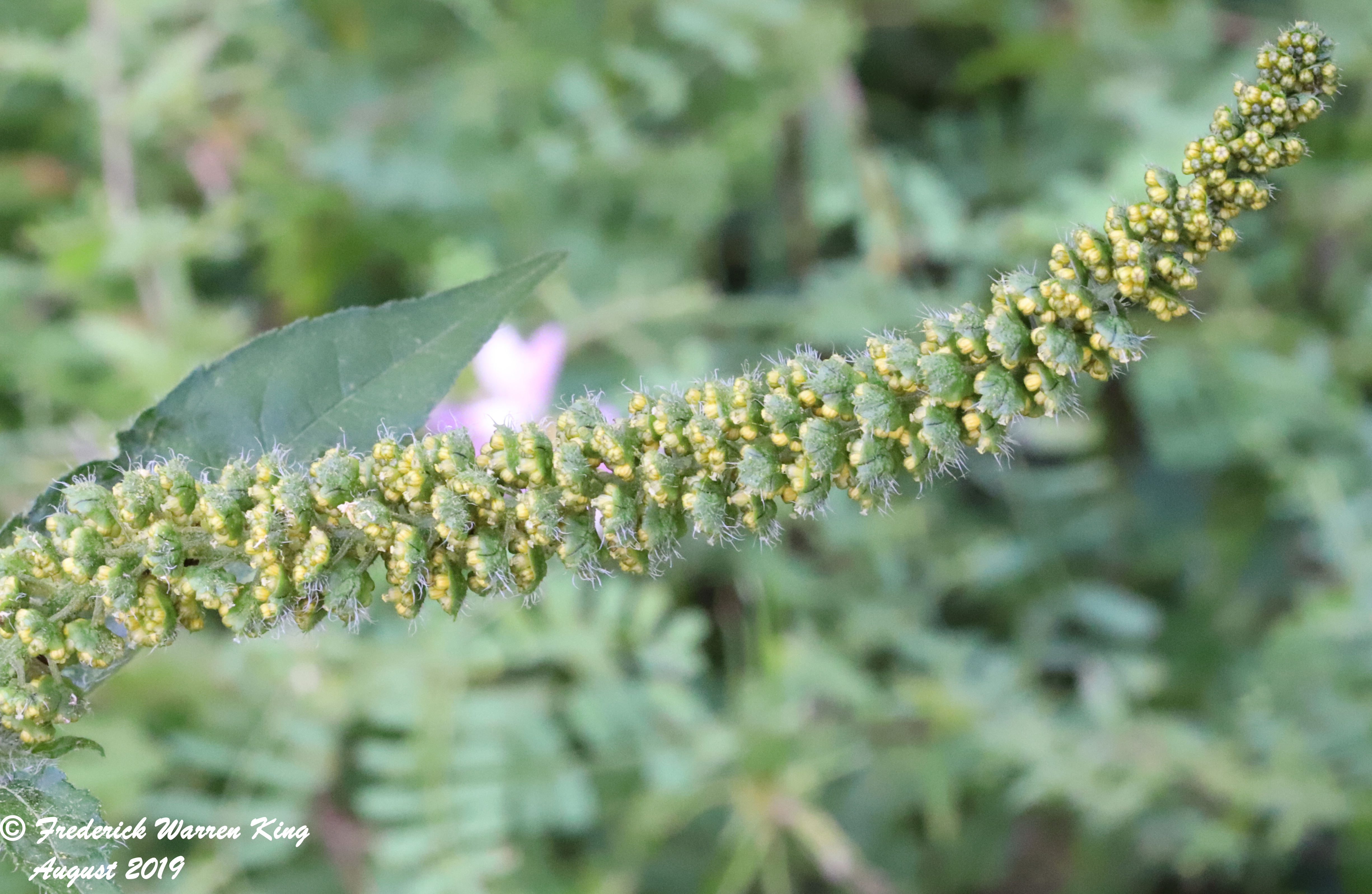 wild-flower-Ambrosia-trifida-var-trifida-08-16-2019-IMG_2733.JPG