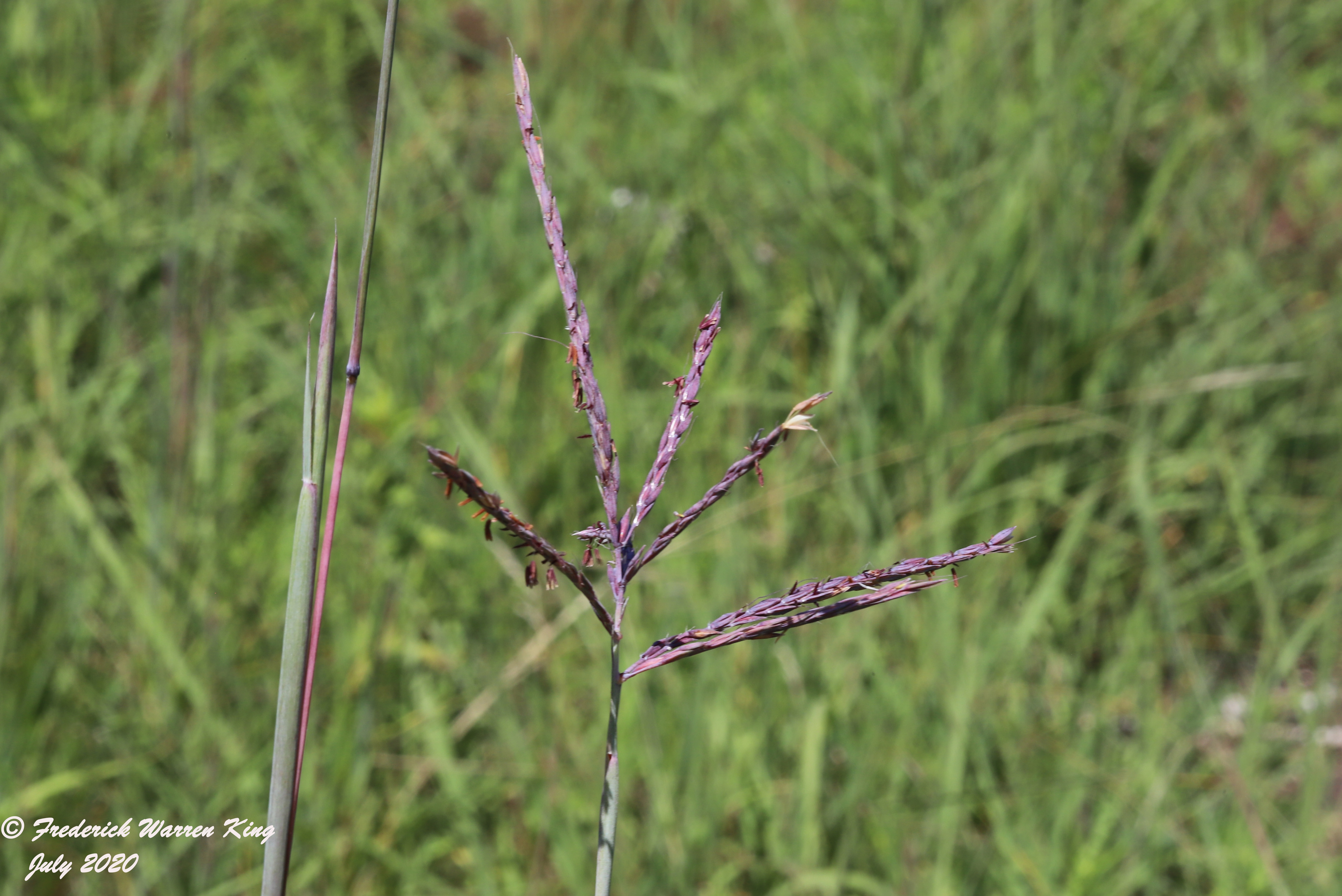 wild-flower-Andropogon-gerardi-var-gerardi-07-30-2020-IMG_4640.JPG