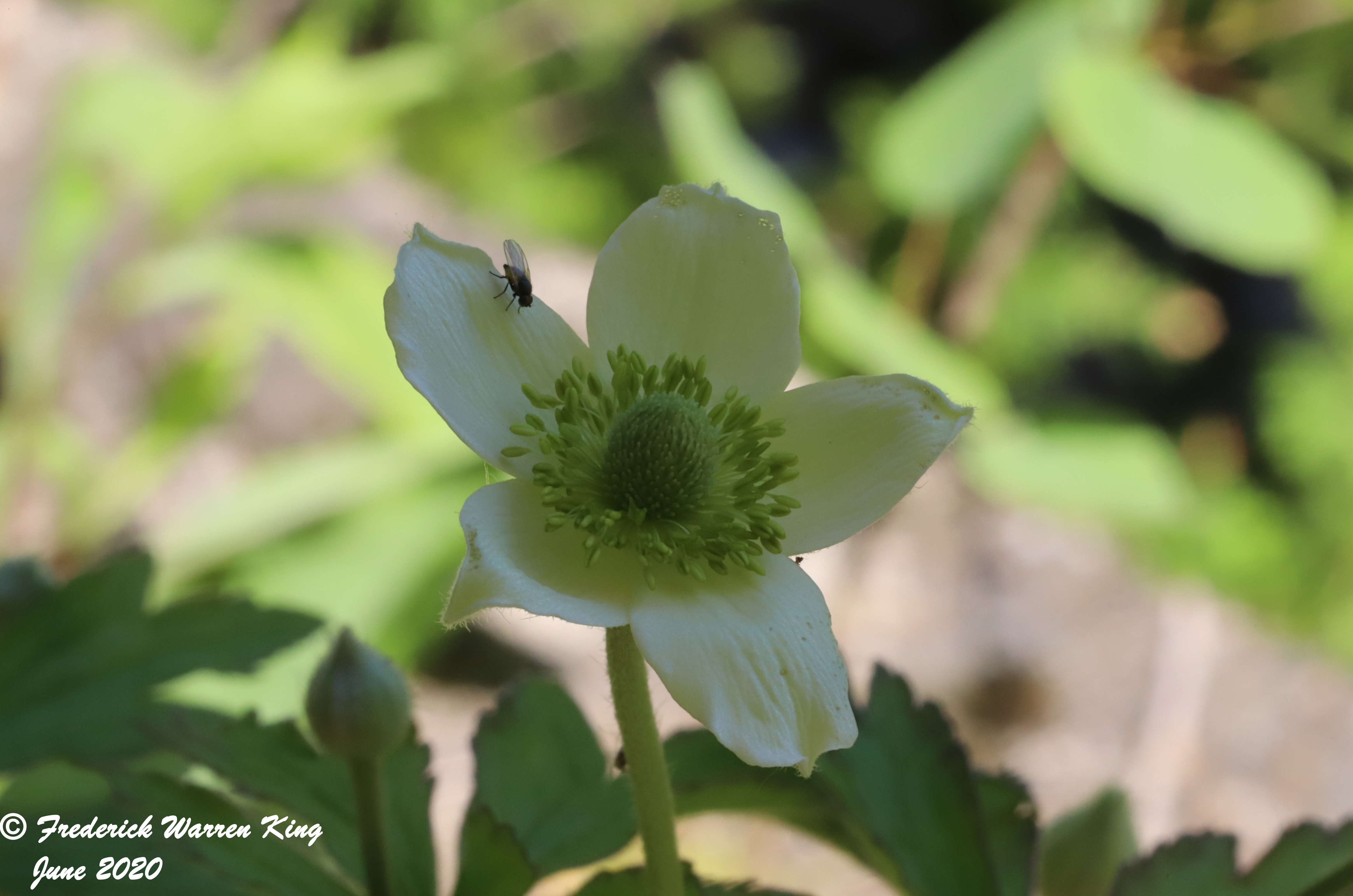wild-flower-Anemone-virginiana-var-alba-06-02-2020-IMG_3793.JPG