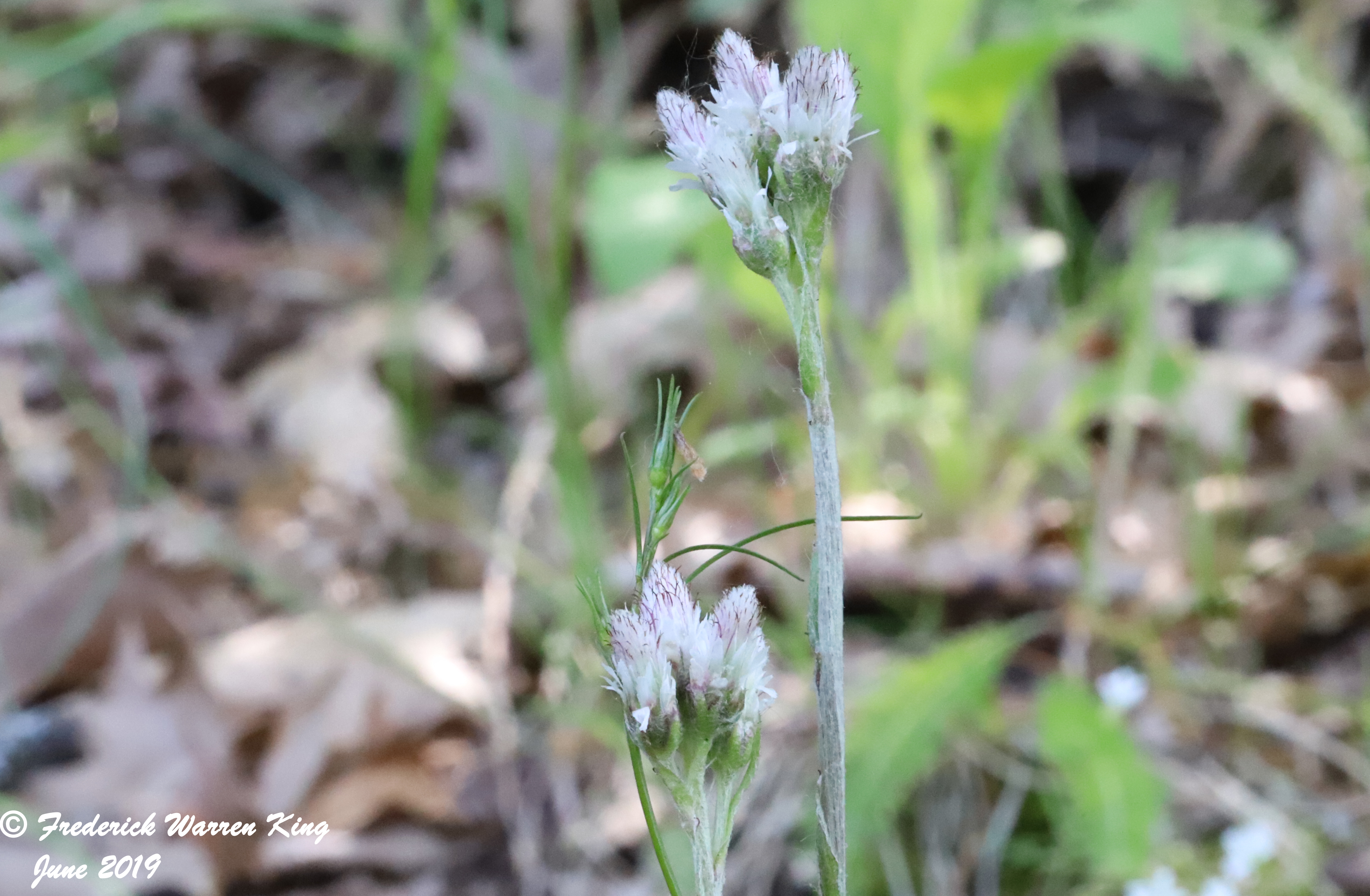 wild-flower-Antennaria-parlinii-subsp-fallax-06-02-2019-IMG_1695.JPG