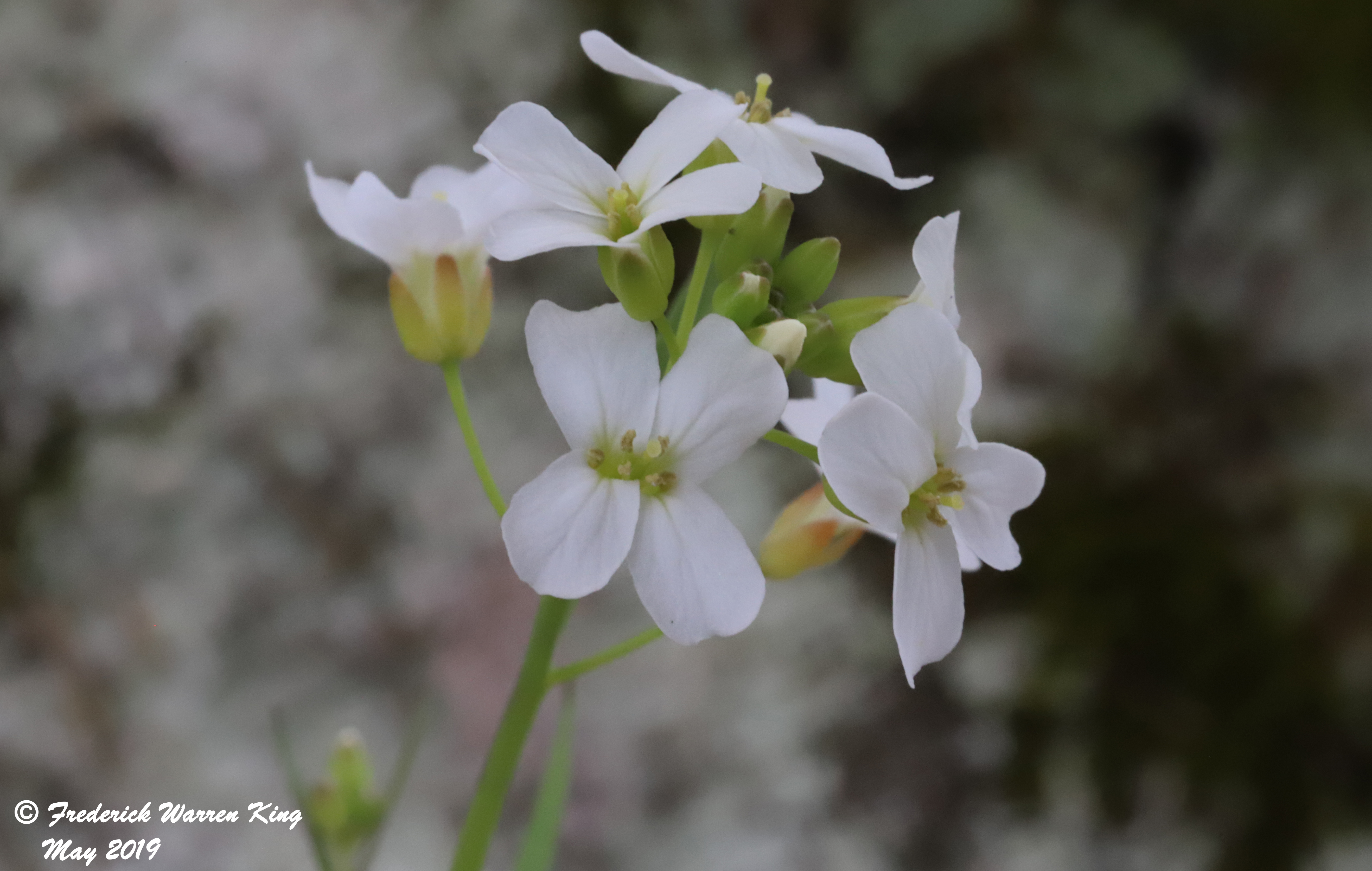 wild-flower-Arabidopsis-lyrata-subsp-lyrata-05-12-2019-IMG_1419.JPG