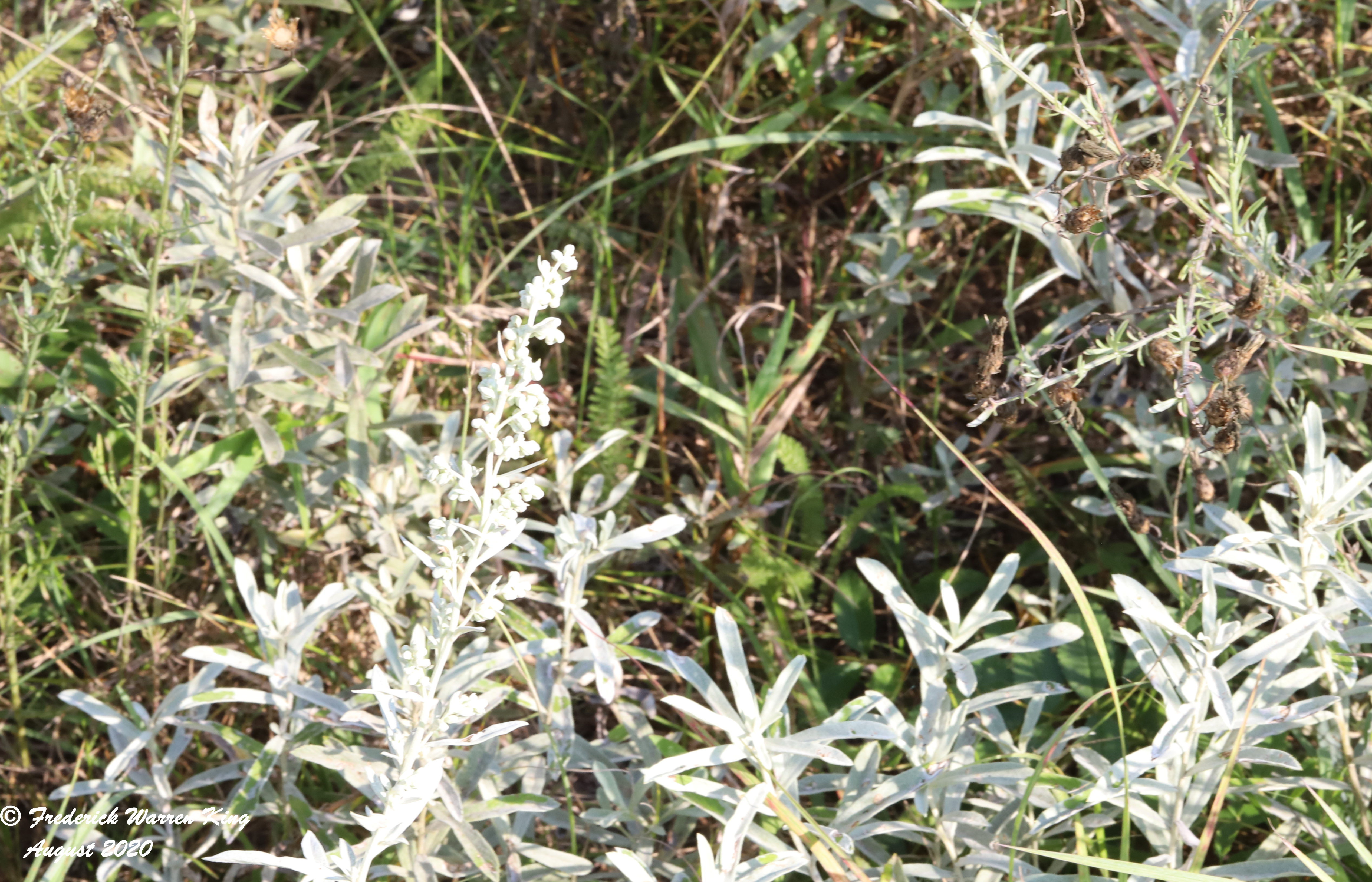 wild-flower-Artemisia-ludoviciana-subsp-ludoviciana-08-23-2020-IMG_5073.JPG
