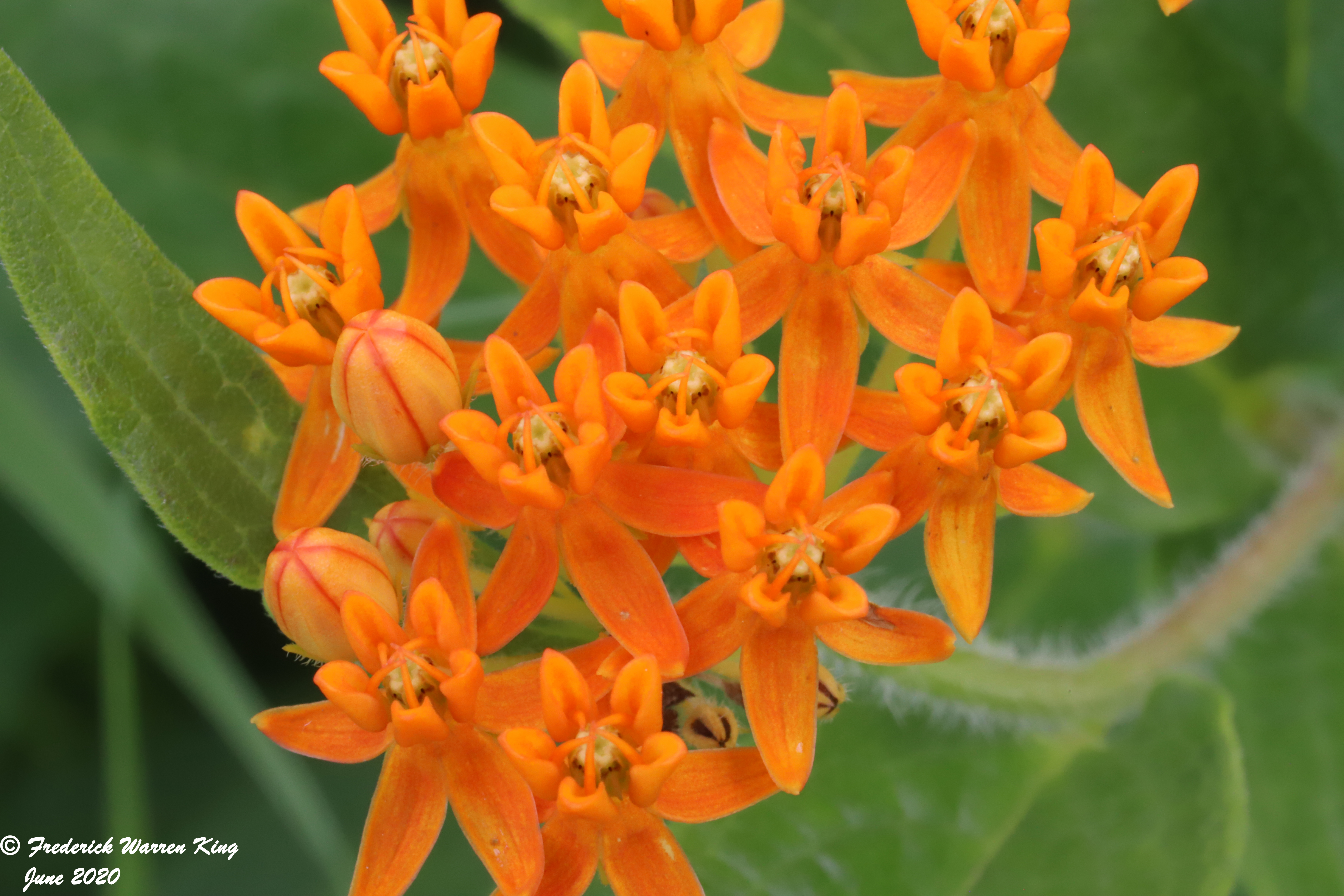 wild-flower-Asclepias-tuberosa-subsp-interior-06-23-2020-IMG_4026.JPG