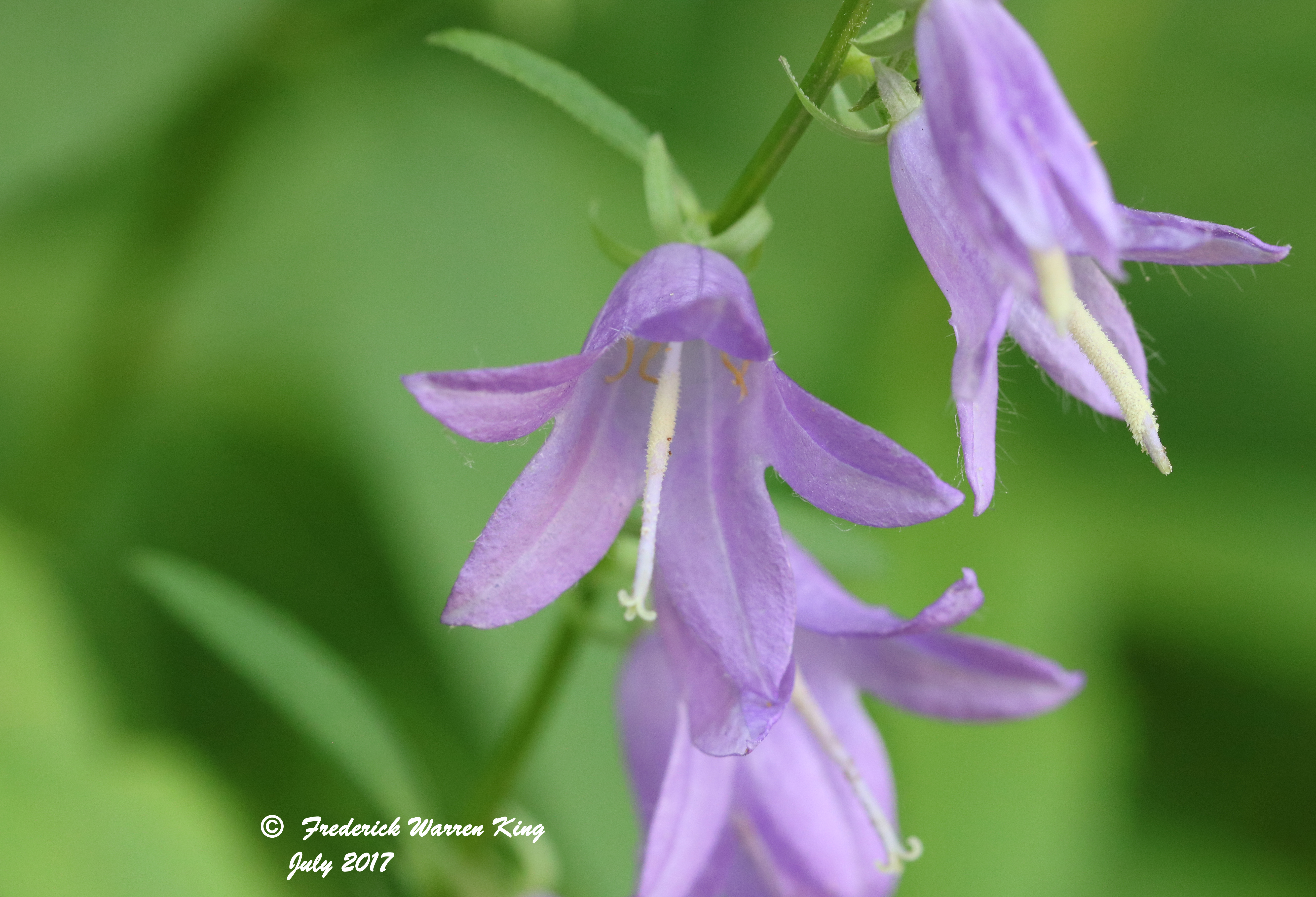 wild-flower-Campanula-rapunculoides-subsp-rapunculoides-07-12-2017-IMG_1135.JPG