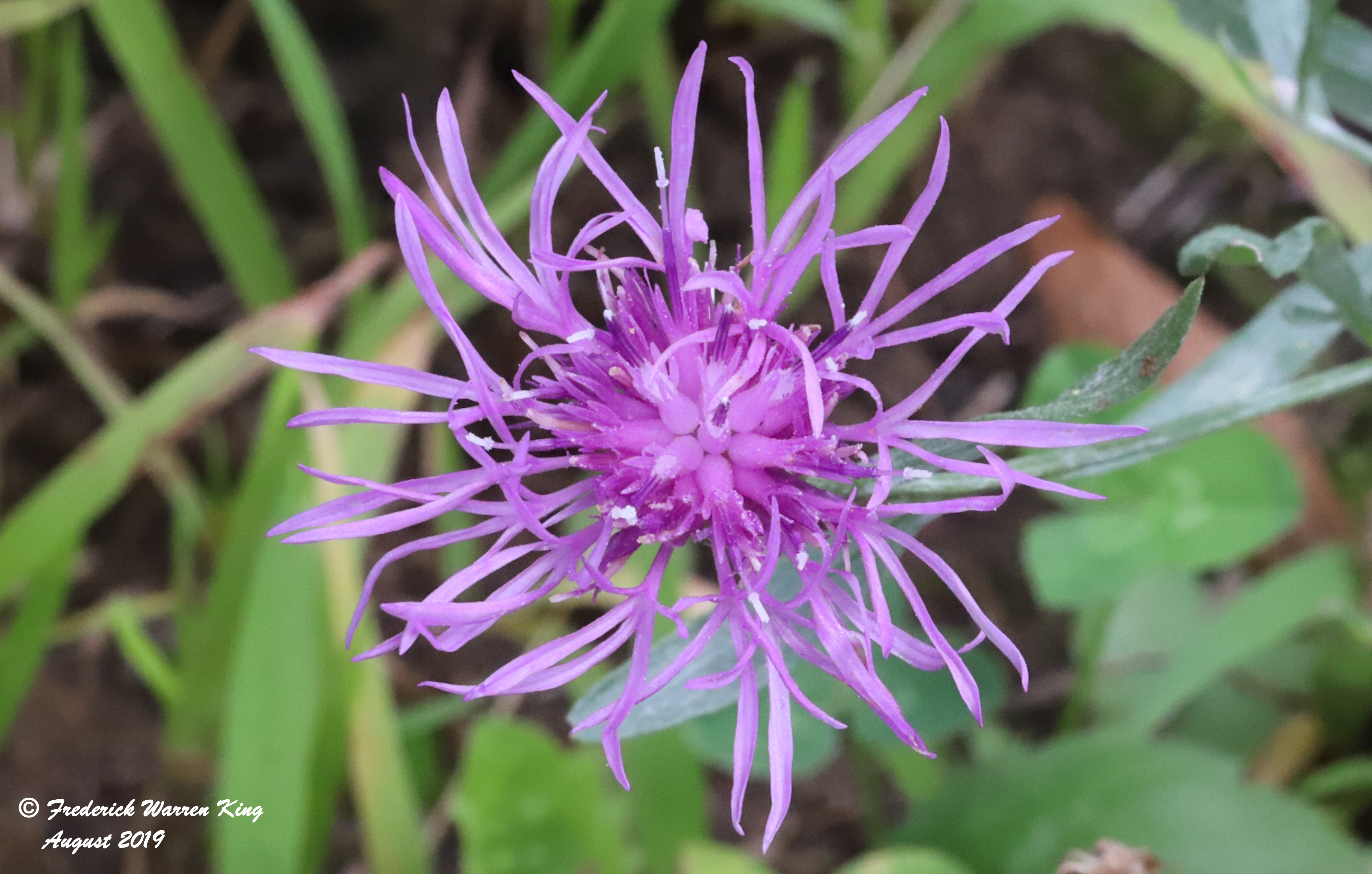 wild-flower-Centaurea-stoebe-subsp-australis-08-22-2019-IMG_2896.JPG