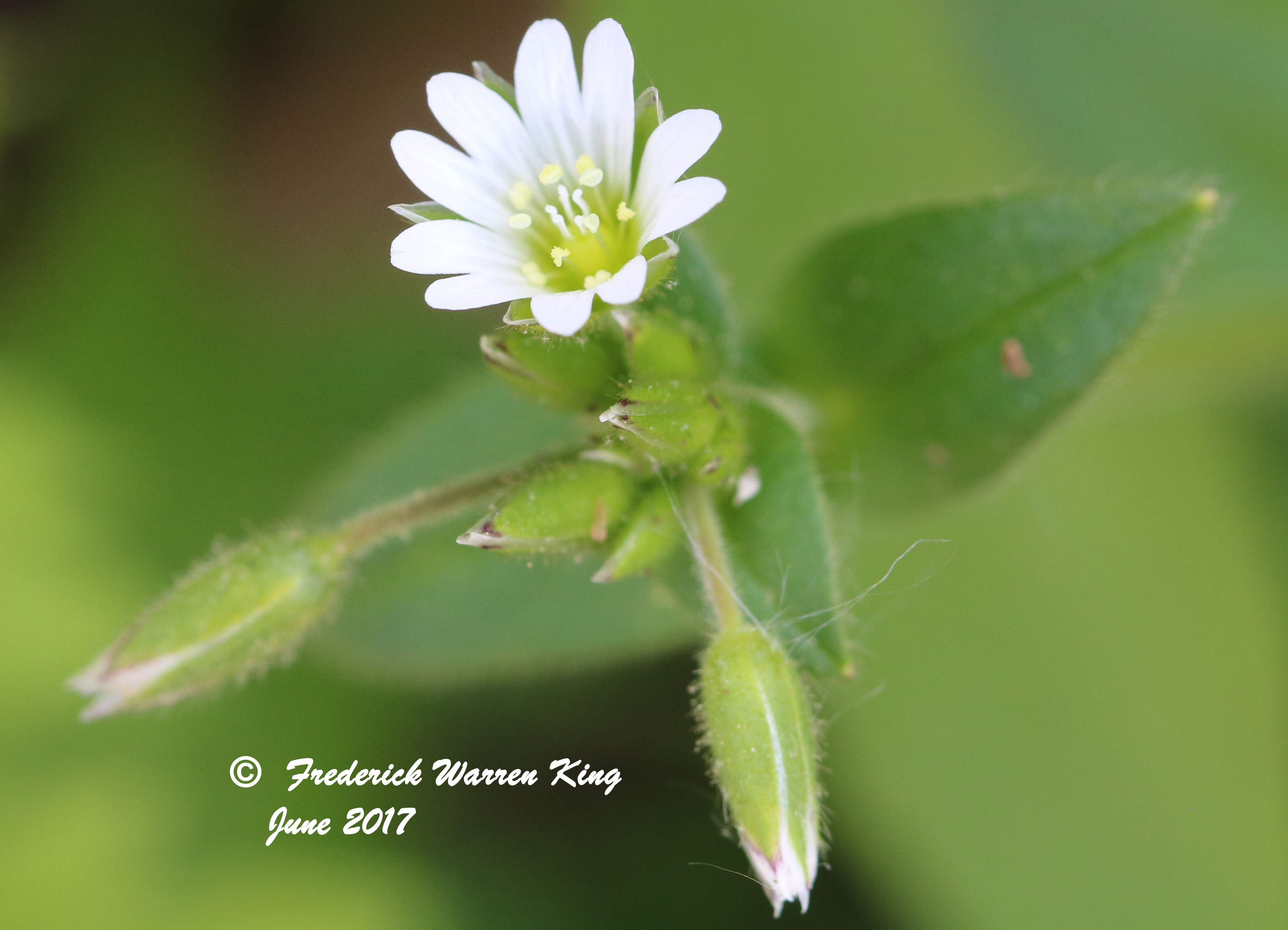 wild-flower-Cerastium-fontanum-subsp-vulgare-06-02-2017-IMG_0602.JPG