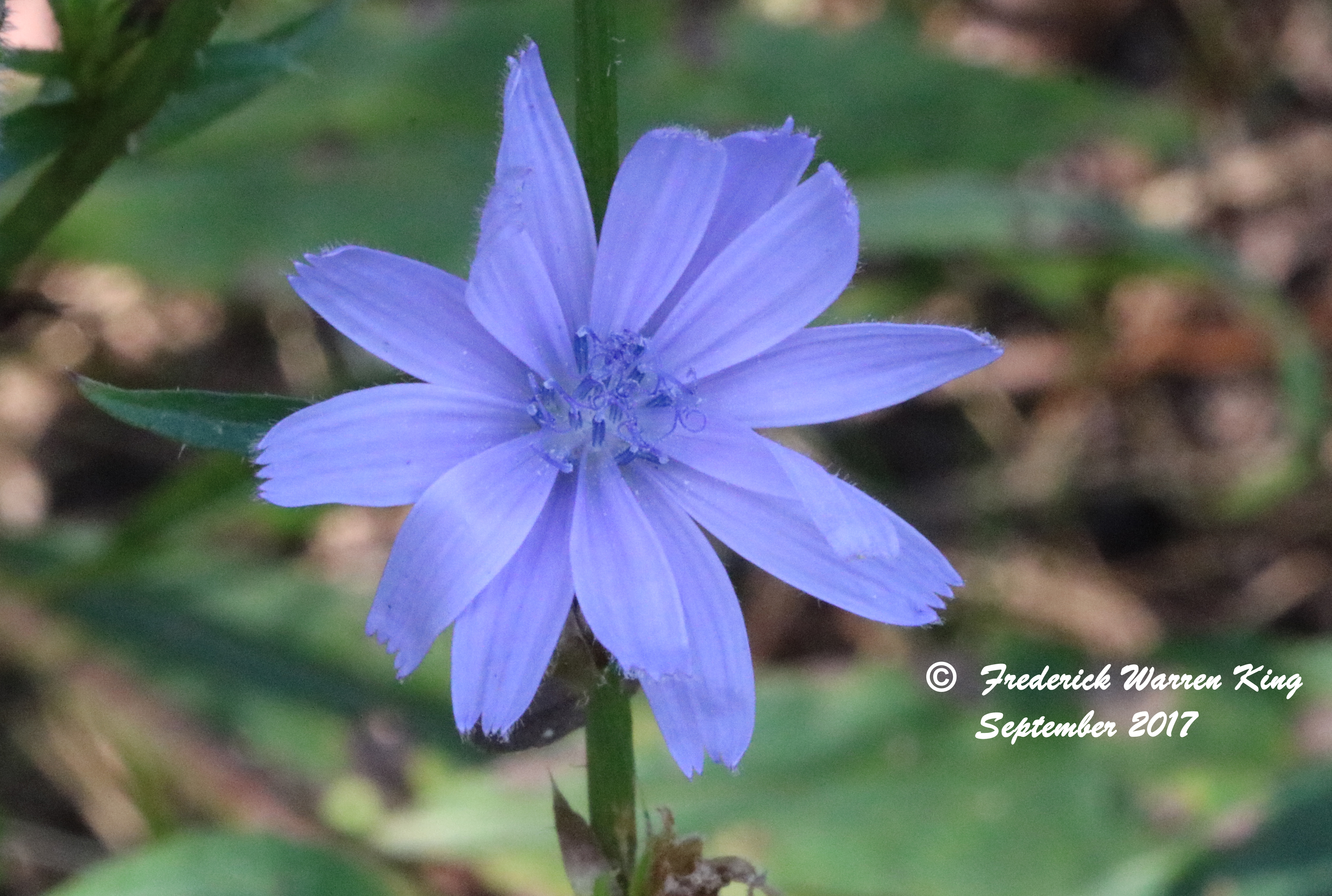 wild-flower-Cichorium-intybus-subsp-intybus-09-10-2017-IMG_2003.JPG