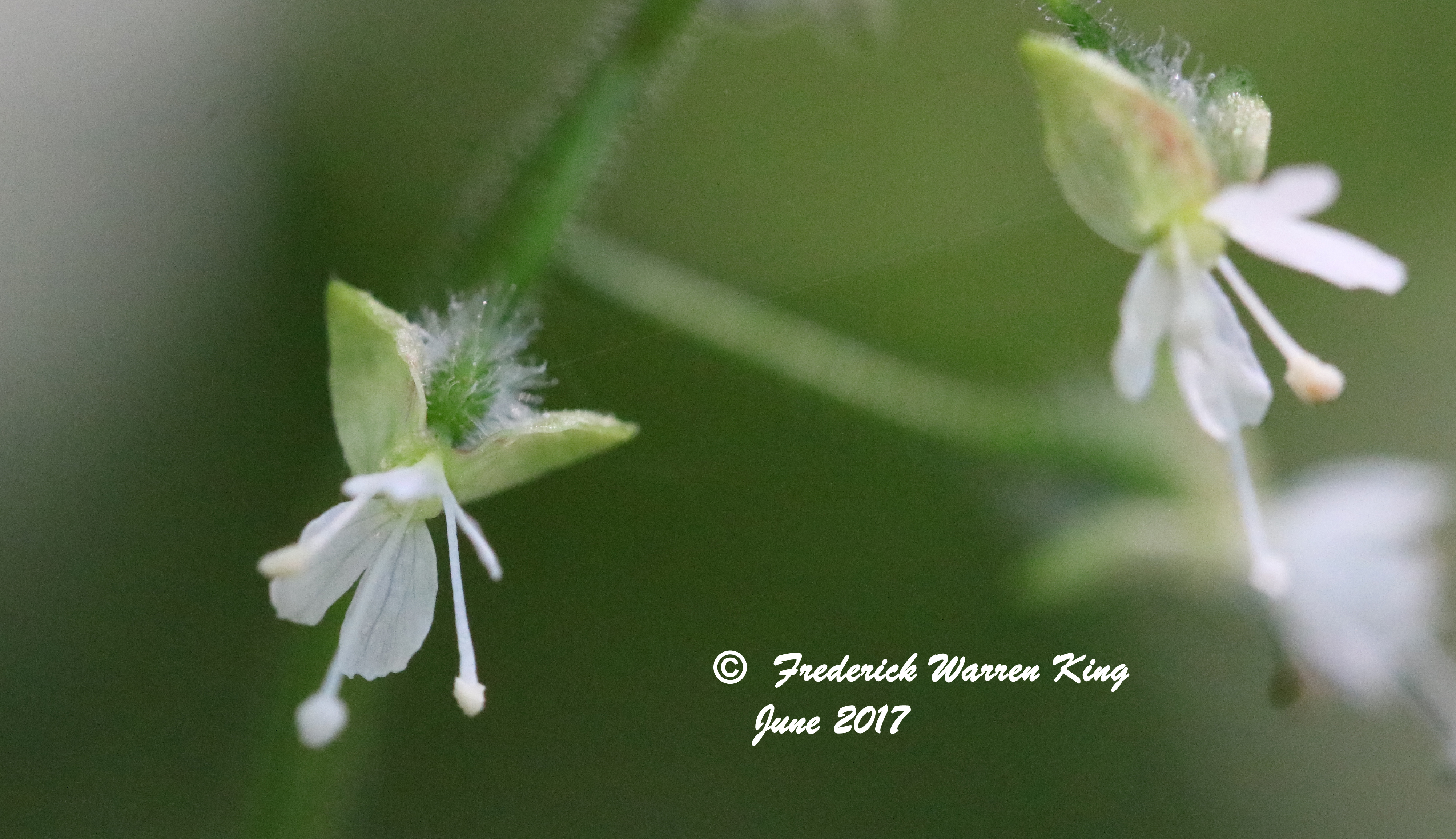 wild-flower-Circaea-lutetiana-subsp-canadensis-06-30-2017-IMG_0942.JPG