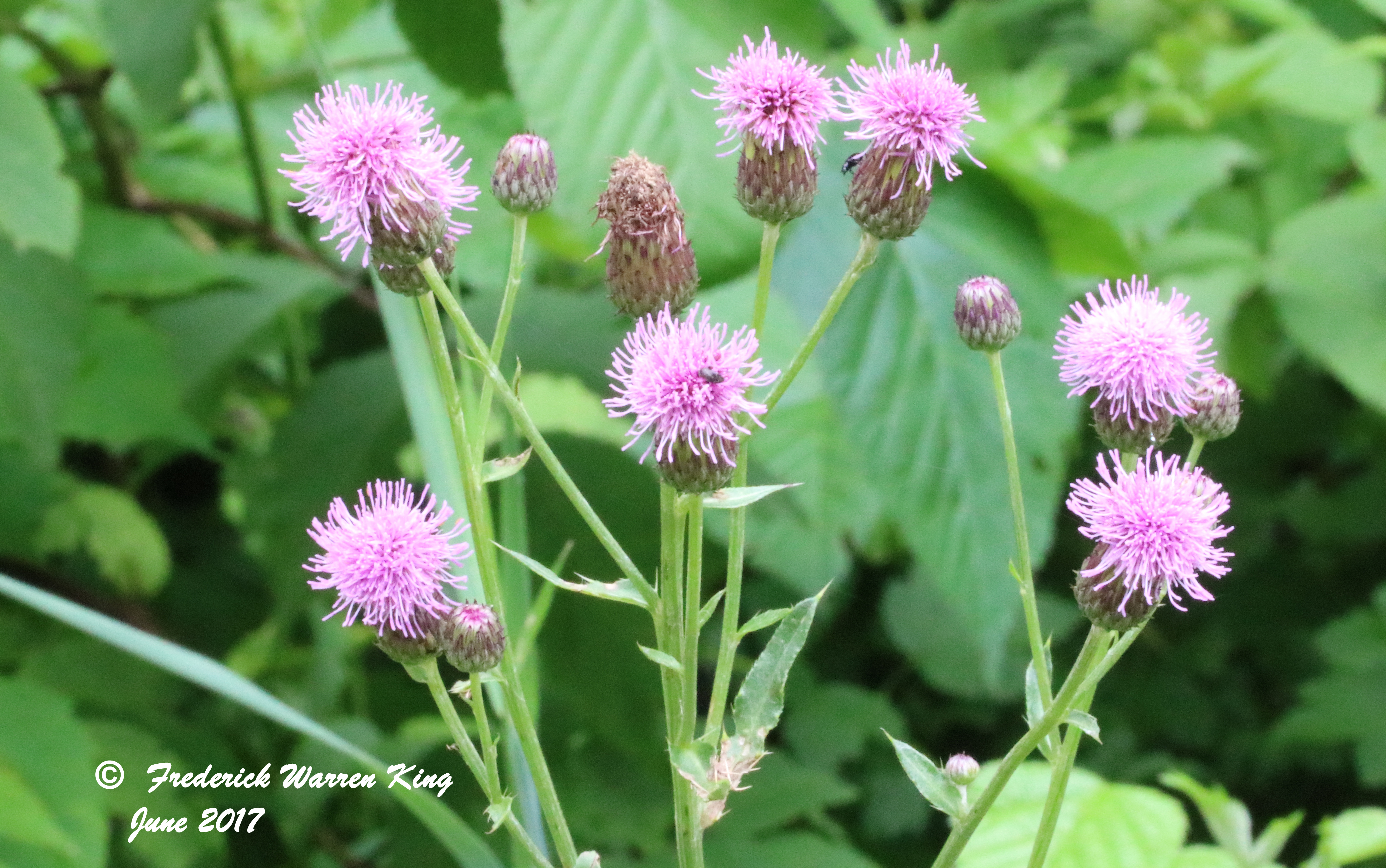 wild-flower-Cirsium-arvense-var-arvense-06-29-2017-IMG_0915.JPG