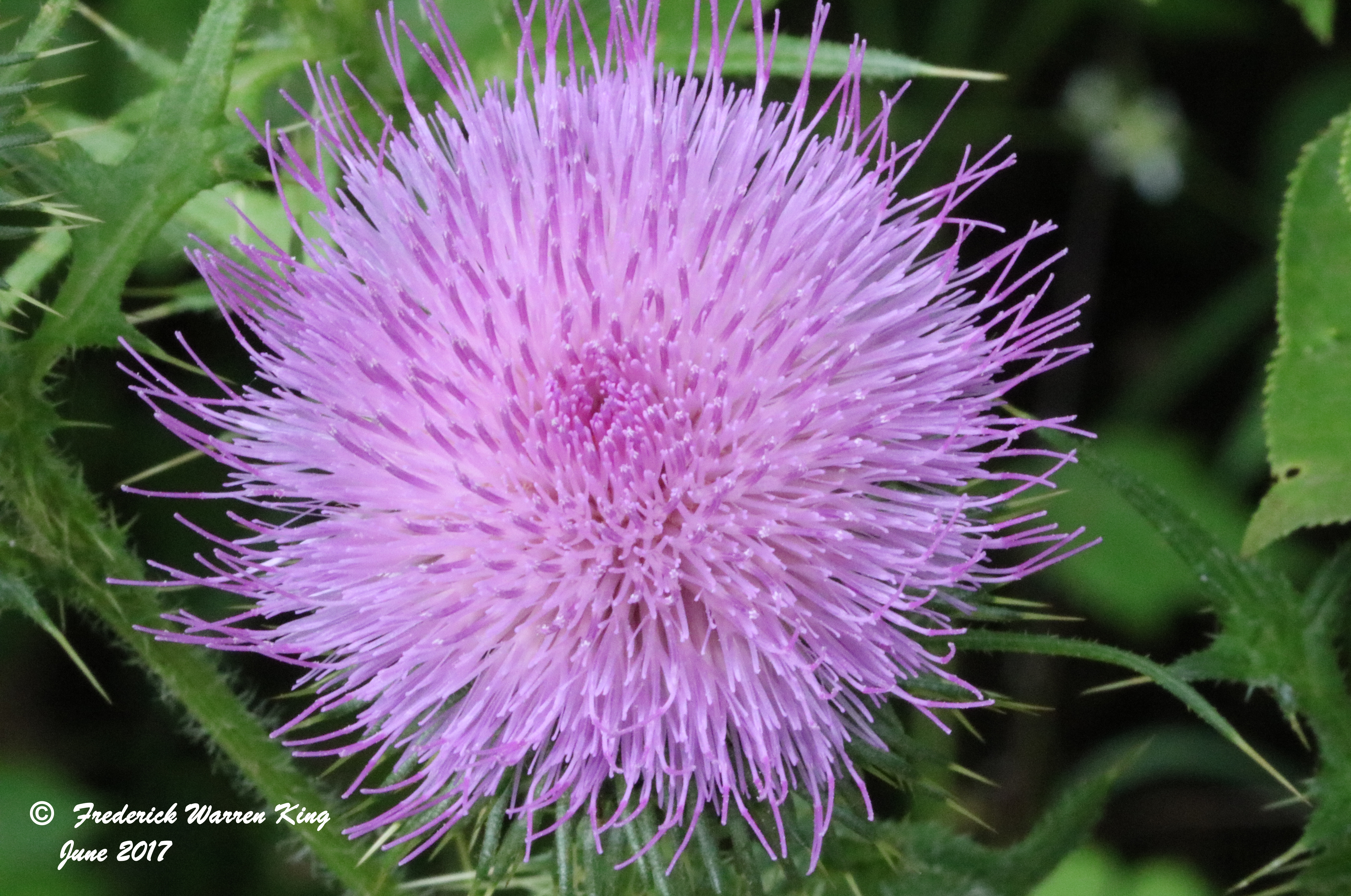 wild-flower-Cirsium-vulgare-subsp-vulgare-06-25-2017-IMG_0852.JPG