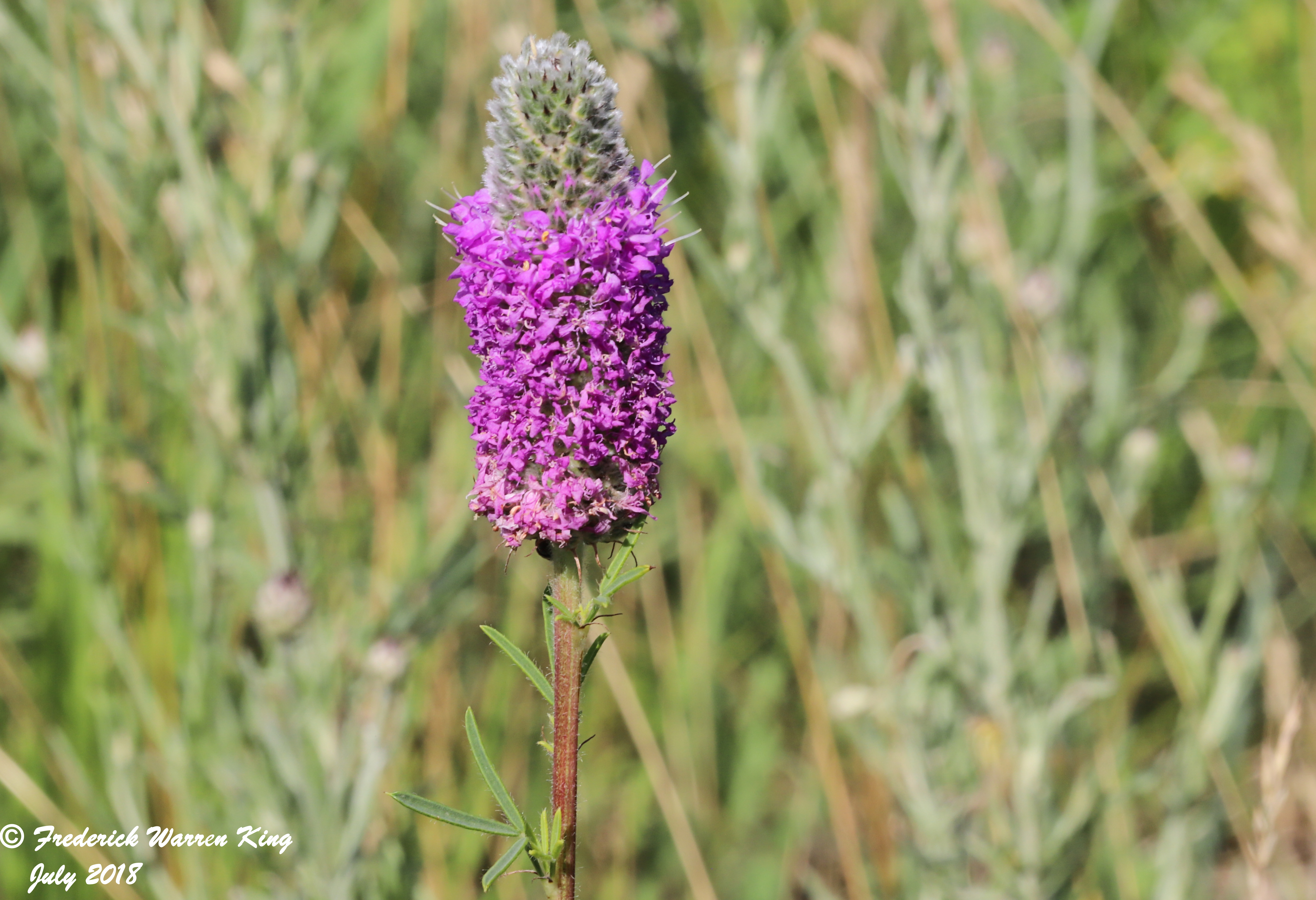 wild-flower-Dalea-purpurea-var-purpurea-07-08-2018-IMG_0620.JPG