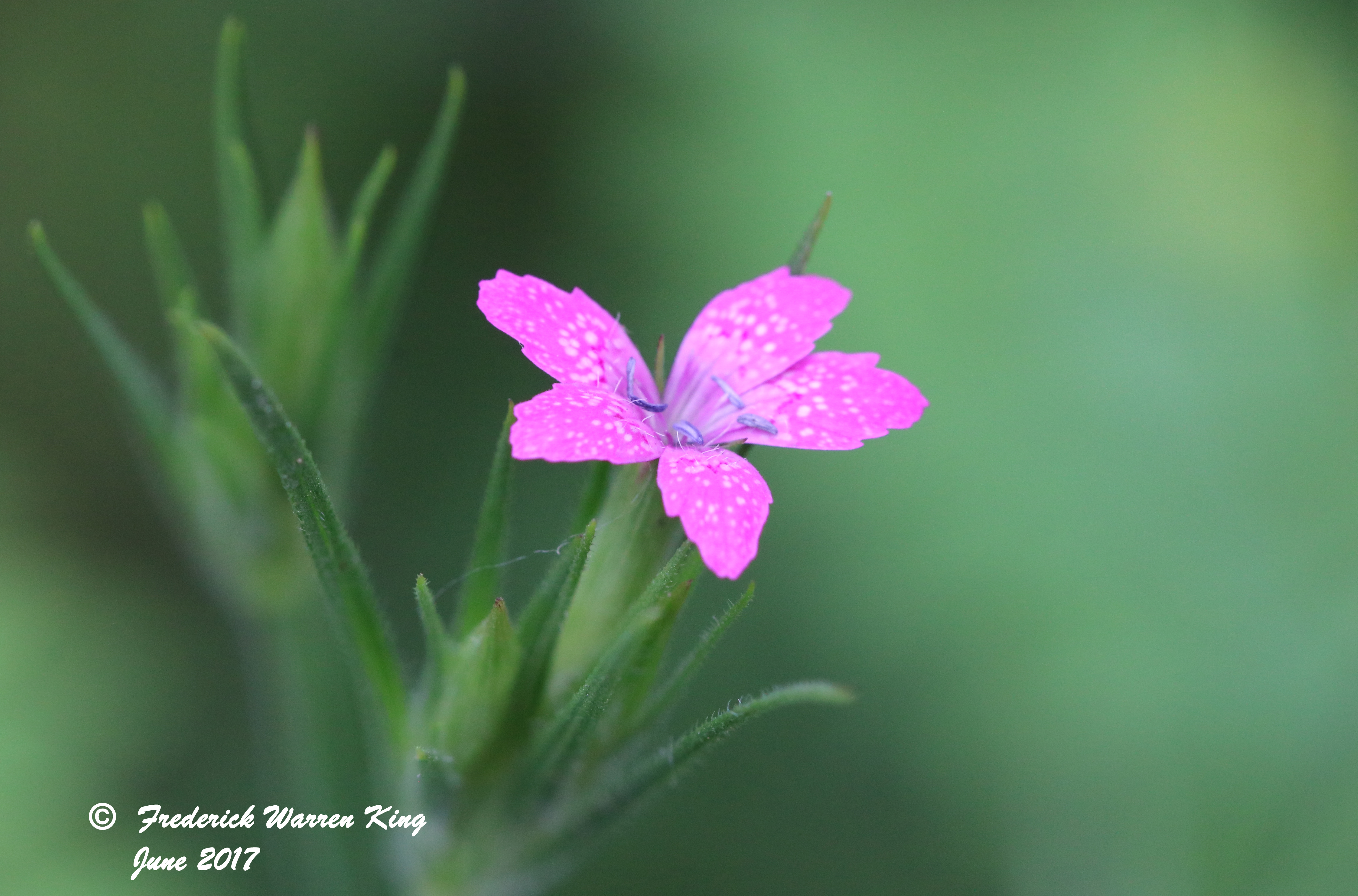 wild-flower-Dianthus-armeria-subsp-armeria-06-25-2017-IMG_0865.JPG