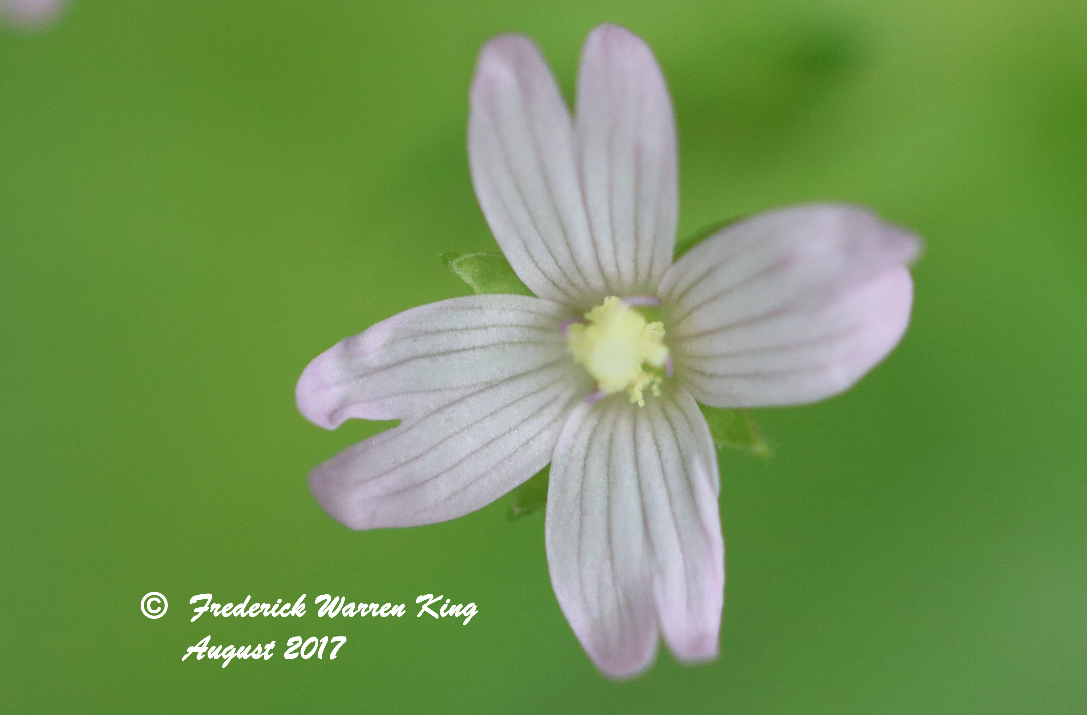 wild-flower-Epilobium-ciliatum-subsp-ciliatum-08-05-2017-IMG_1646.JPG