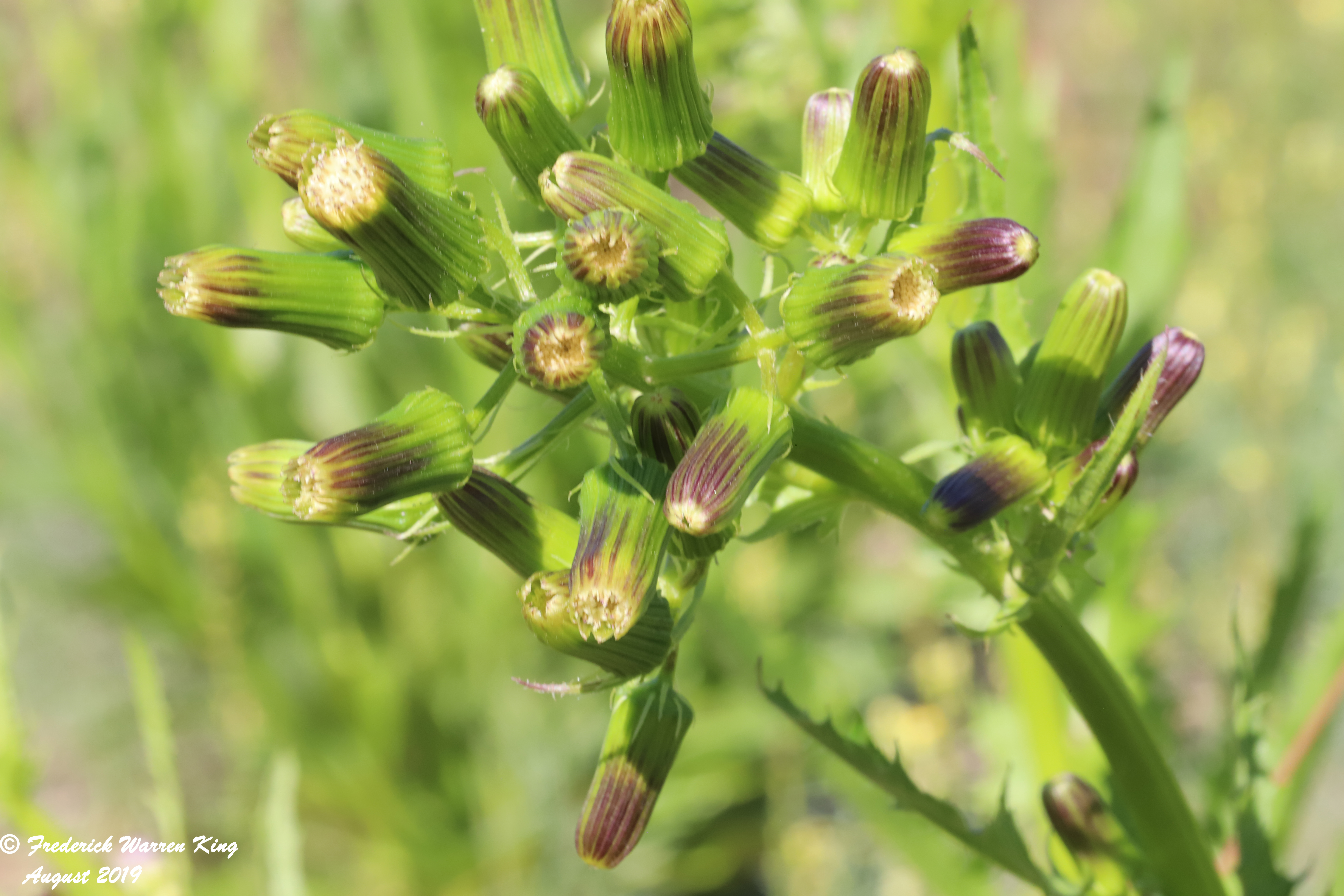 wild-flower-Erechtites-hieraciifolius-var-hieraciifolius-08-19-2019-IMG_2842.JPG