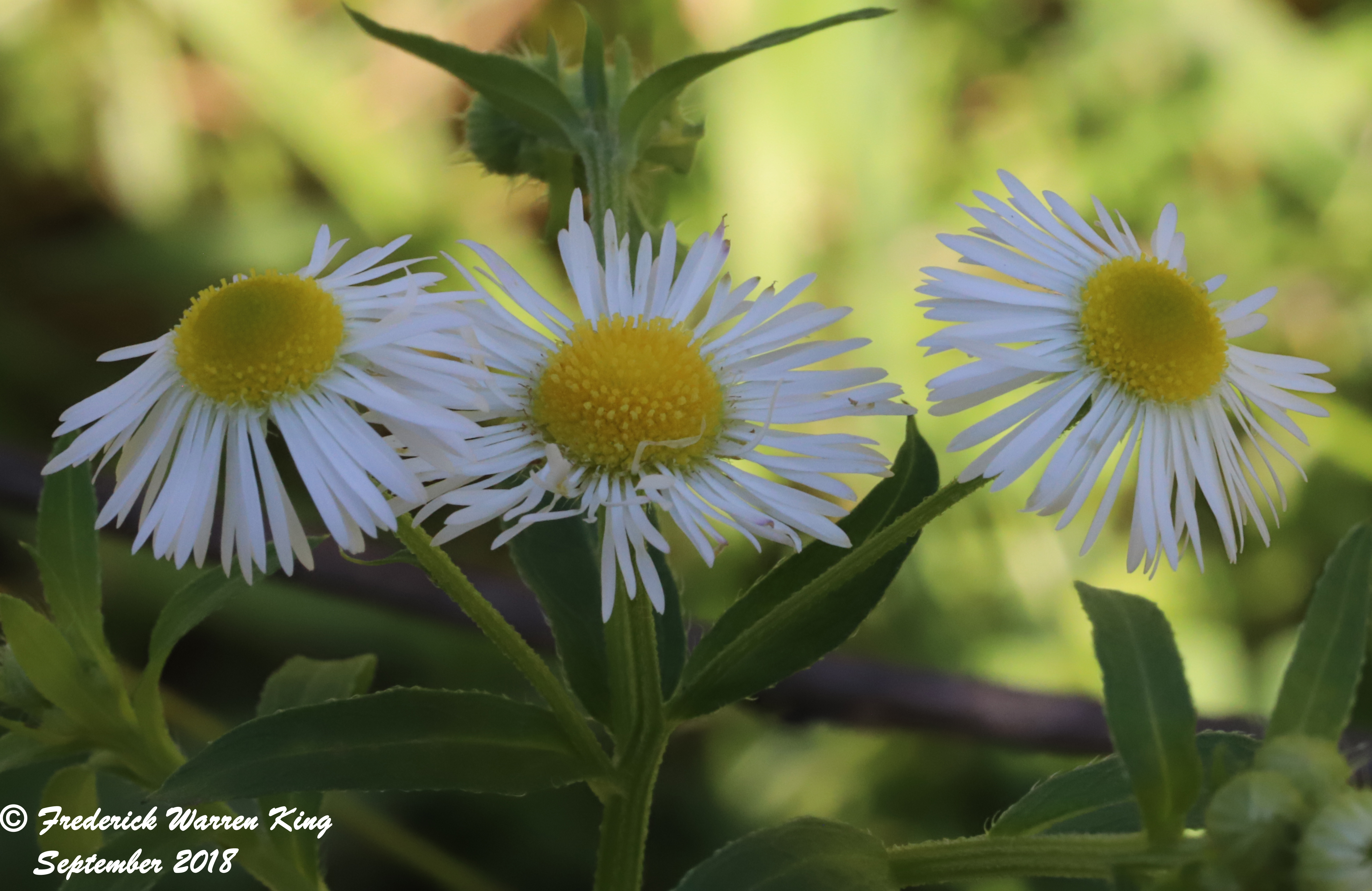 wild-flower-Erigeron-annuus-subsp-annuus-09-23-2018-IMG_1223.JPG