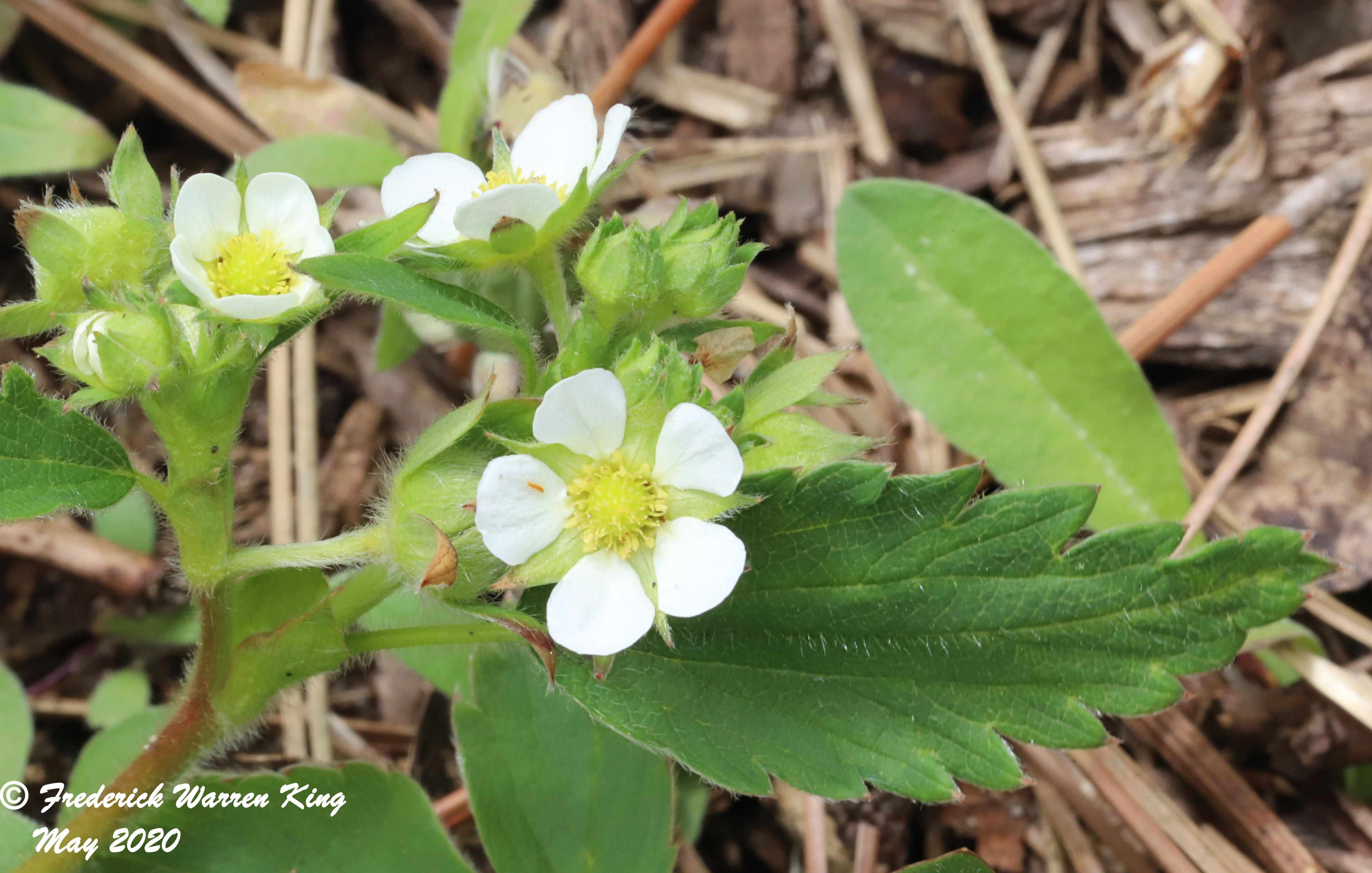 wild-flower-Fragaria-vesca-subsp-americana-05-19-2020-IMG_3666.JPG