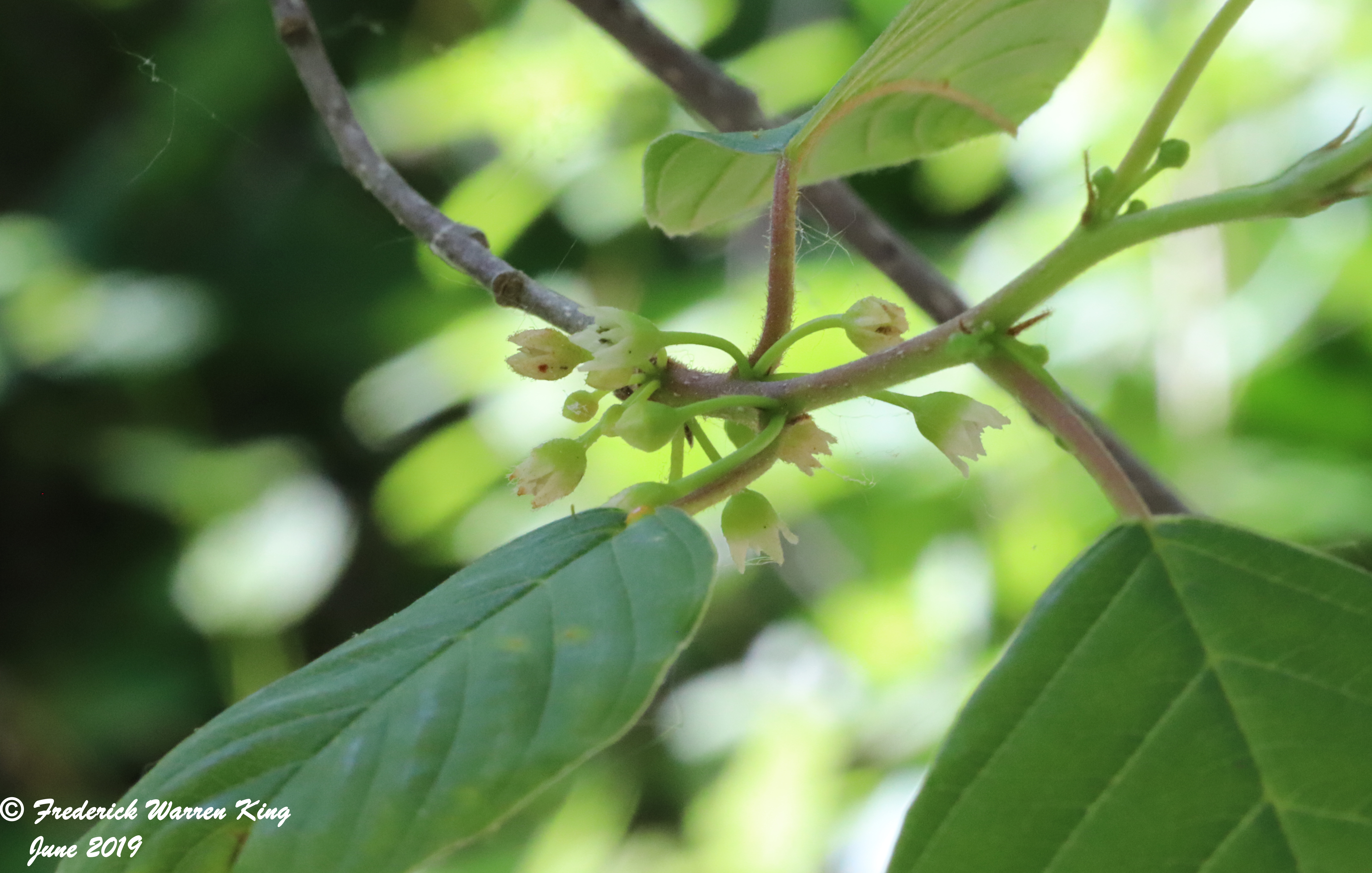 wild-flower-Frangula-alnus-subsp-alnus-06-08-2019-IMG_1767.JPG